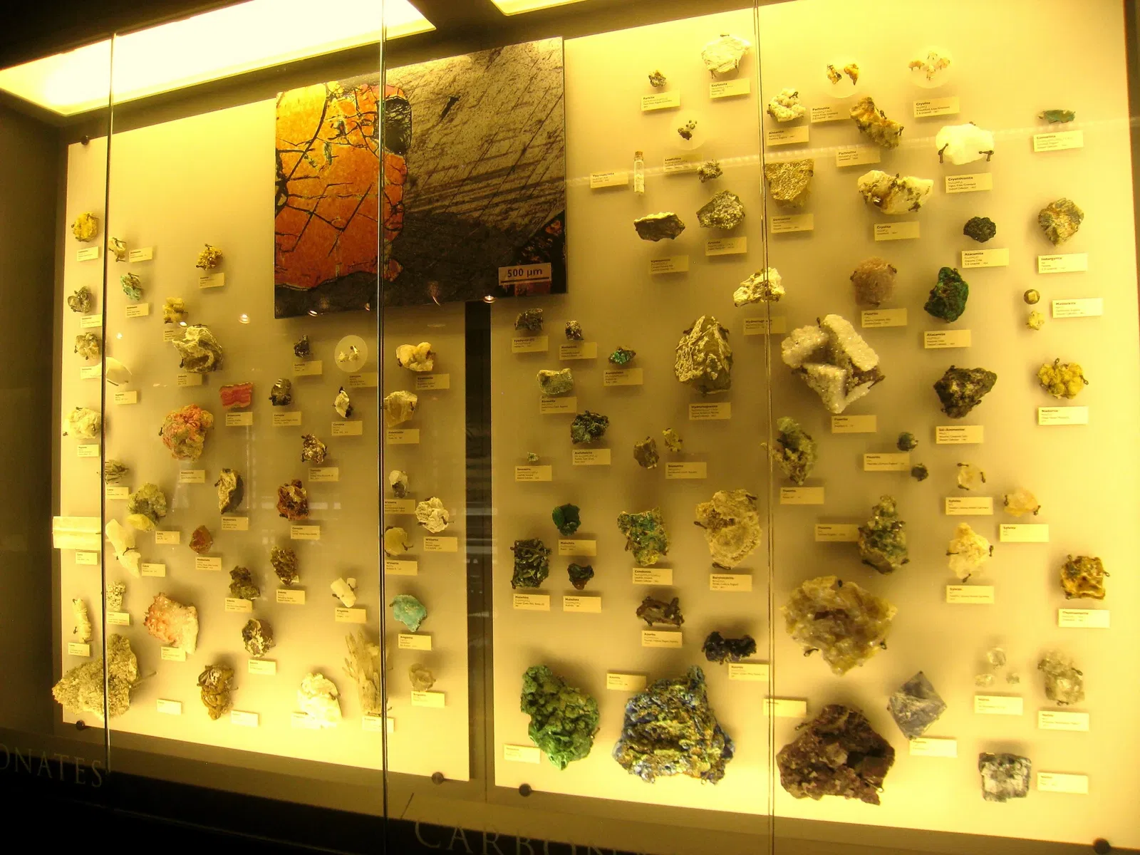 Beneski Museum of Natural History