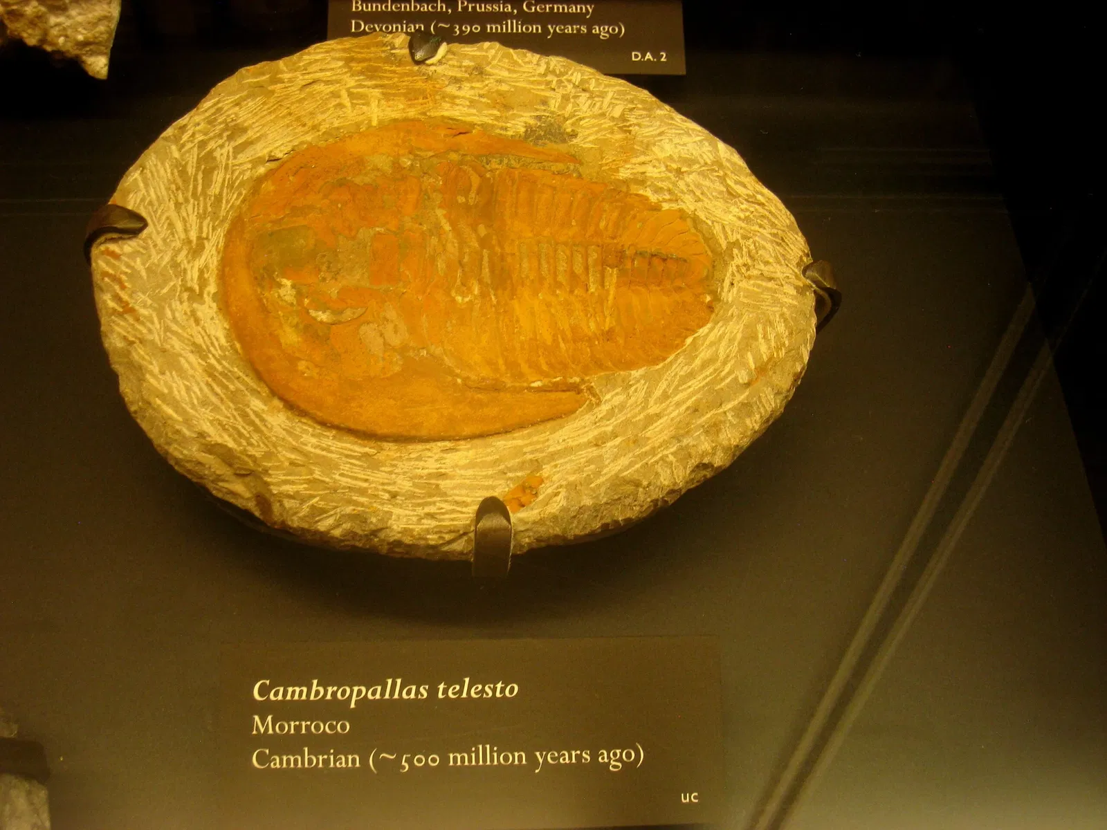 Beneski Museum of Natural History