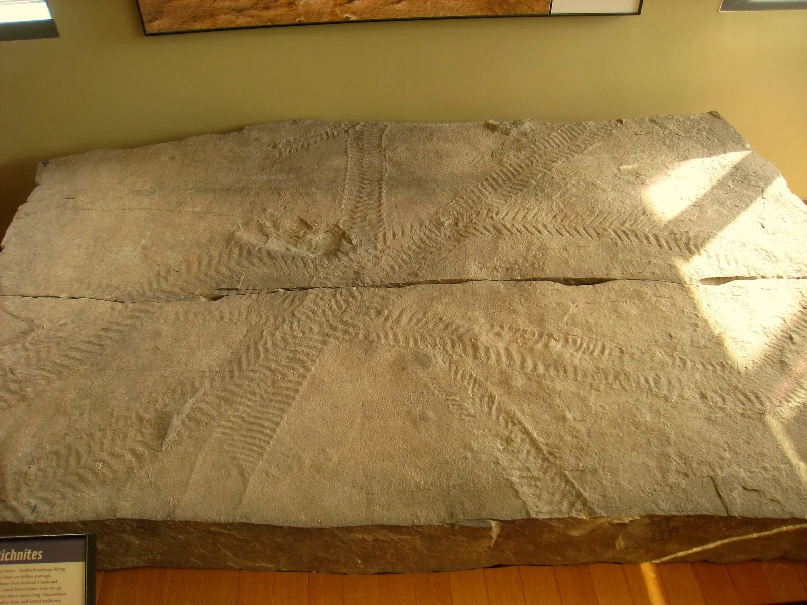 Beneski Museum of Natural History