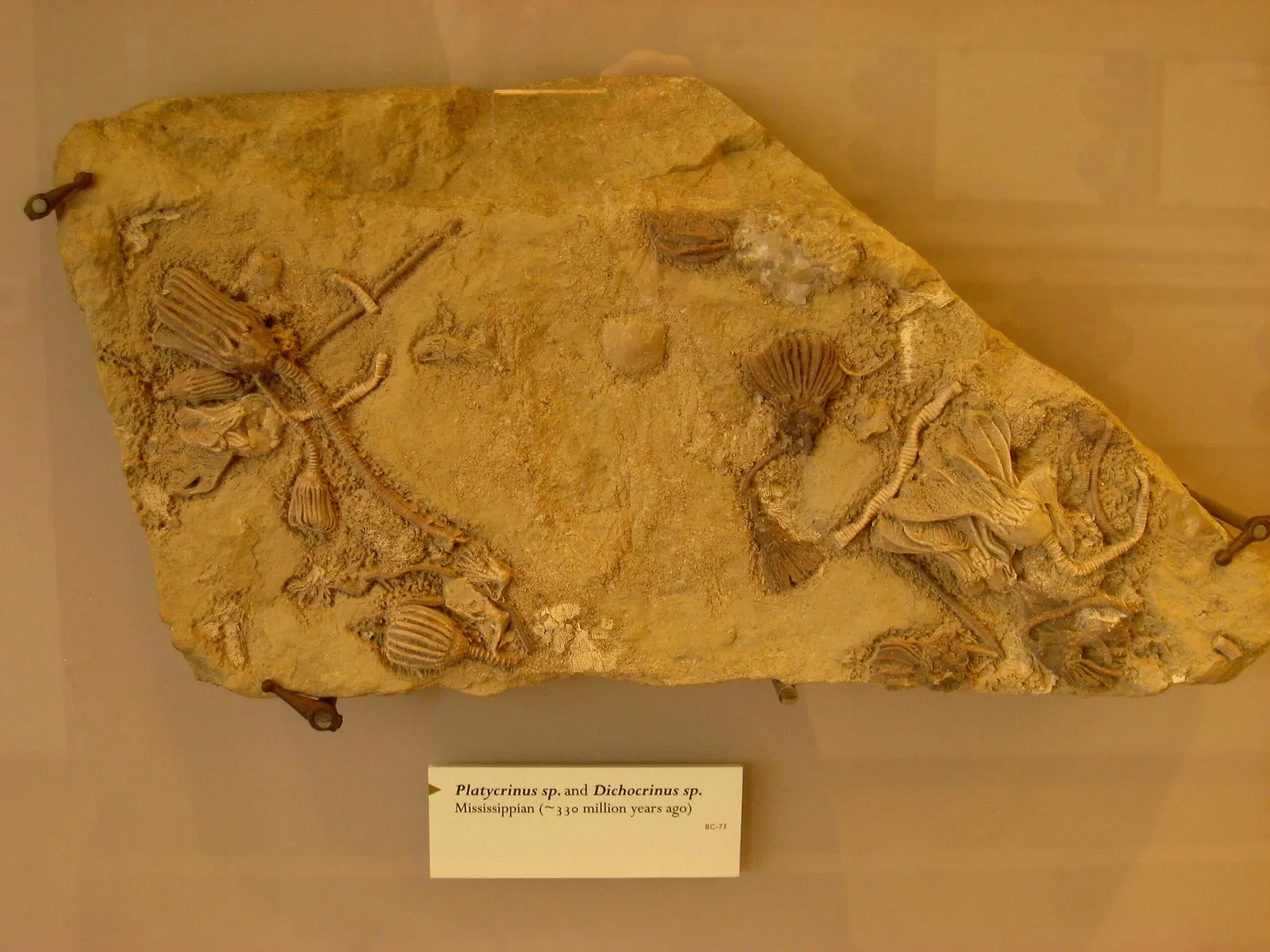 Beneski Museum of Natural History