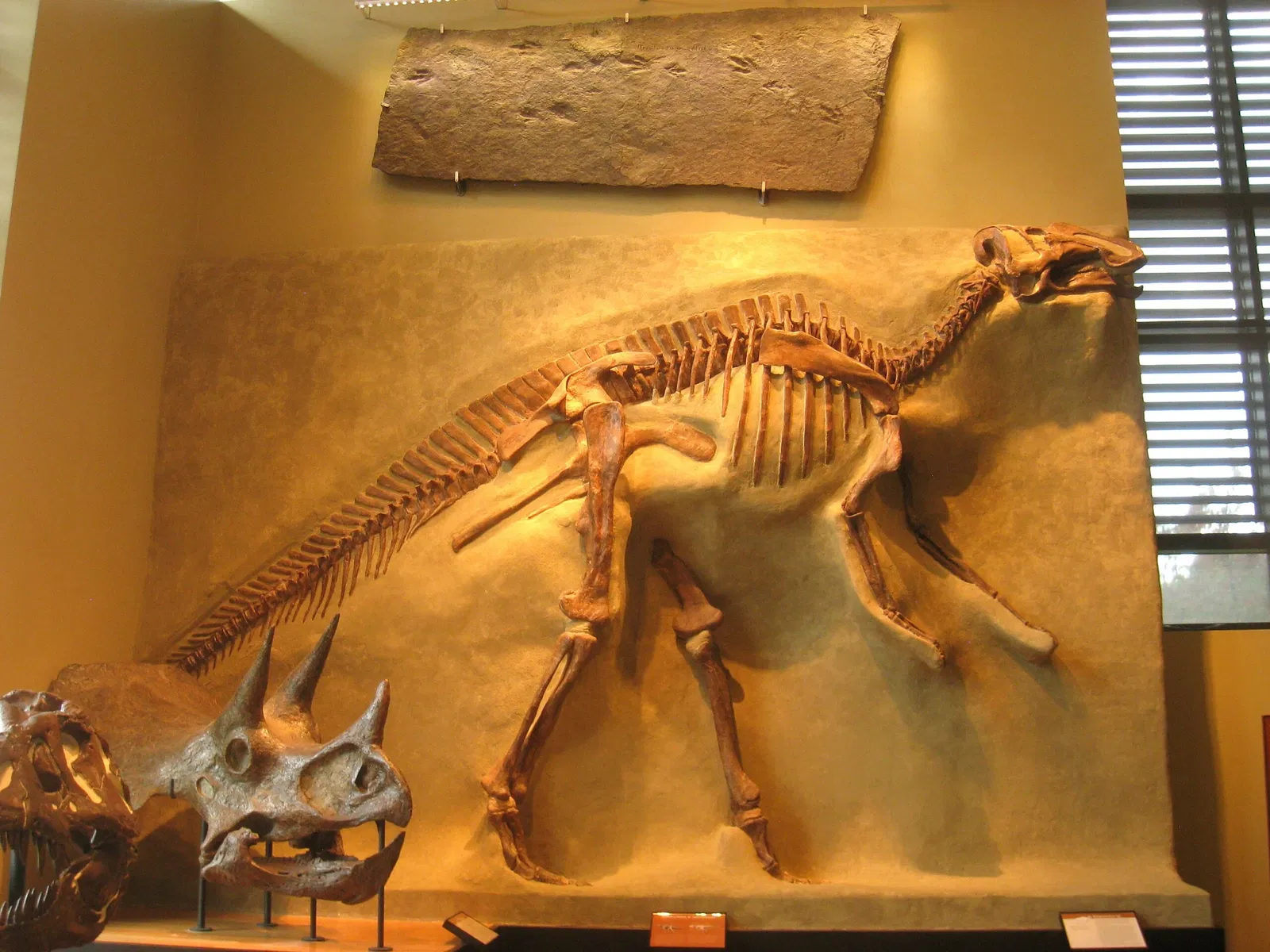 Beneski Museum of Natural History