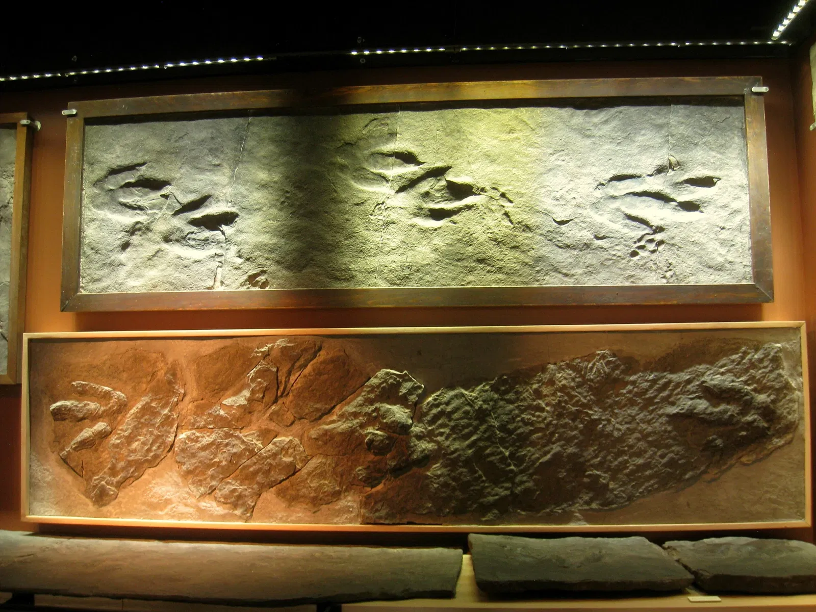 Beneski Museum of Natural History