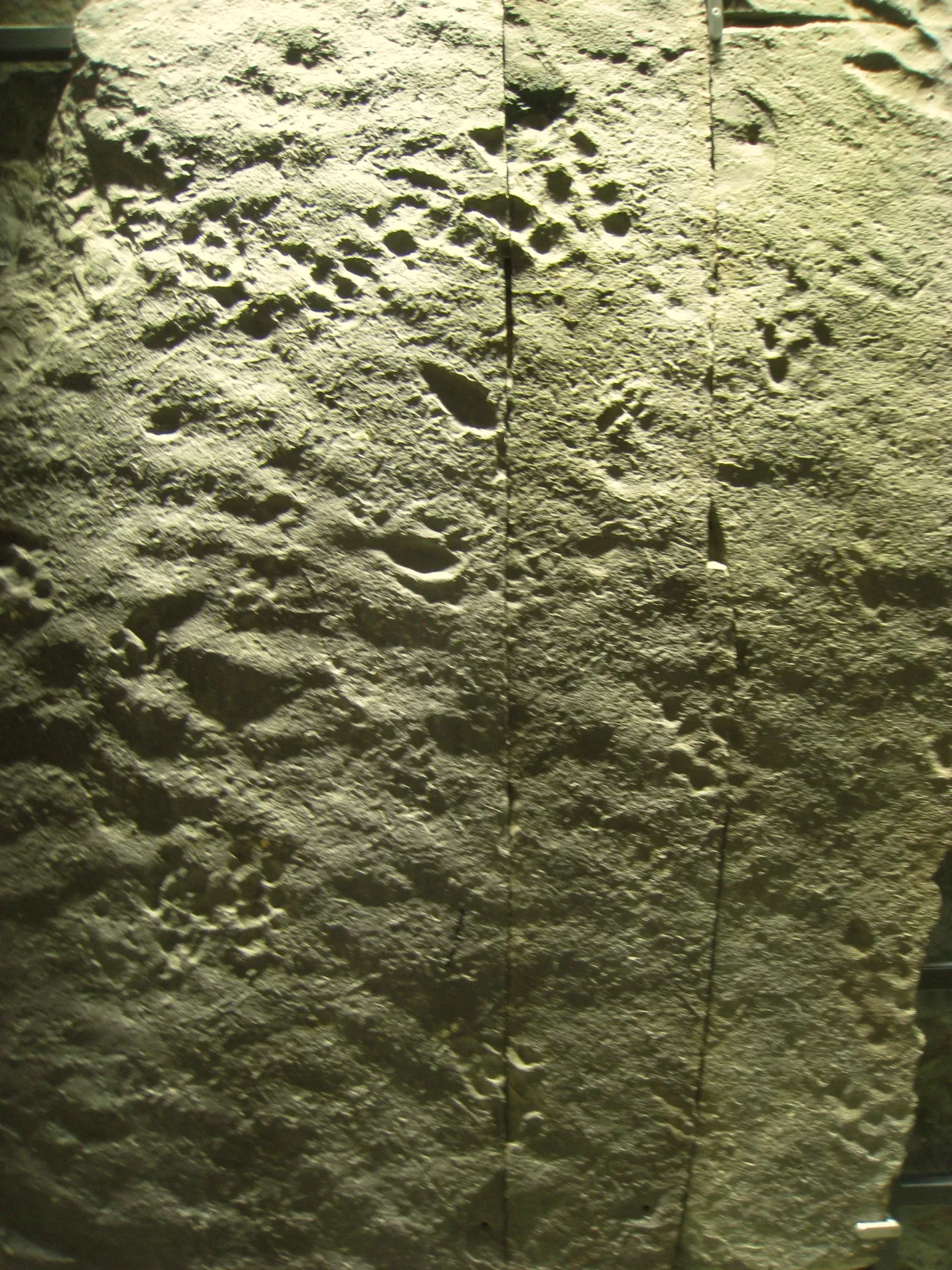 Beneski Museum of Natural History