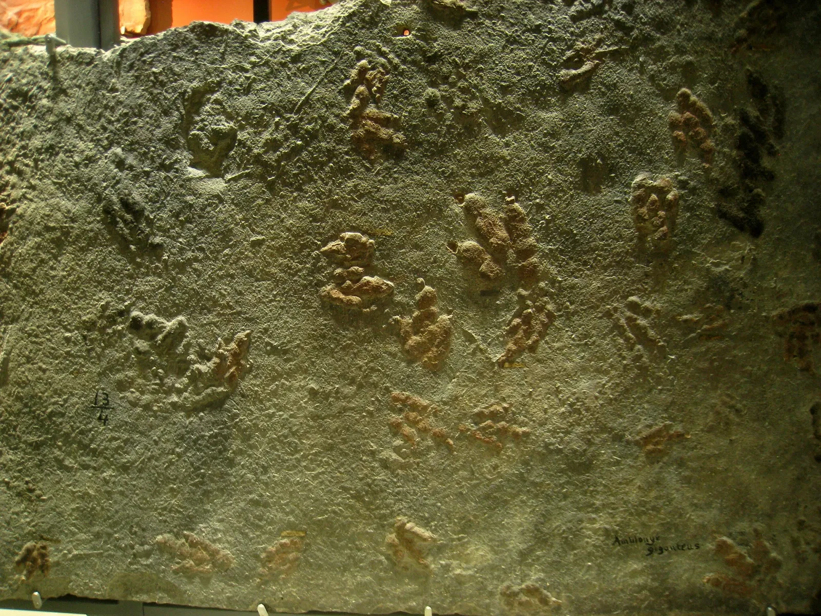 Beneski Museum of Natural History