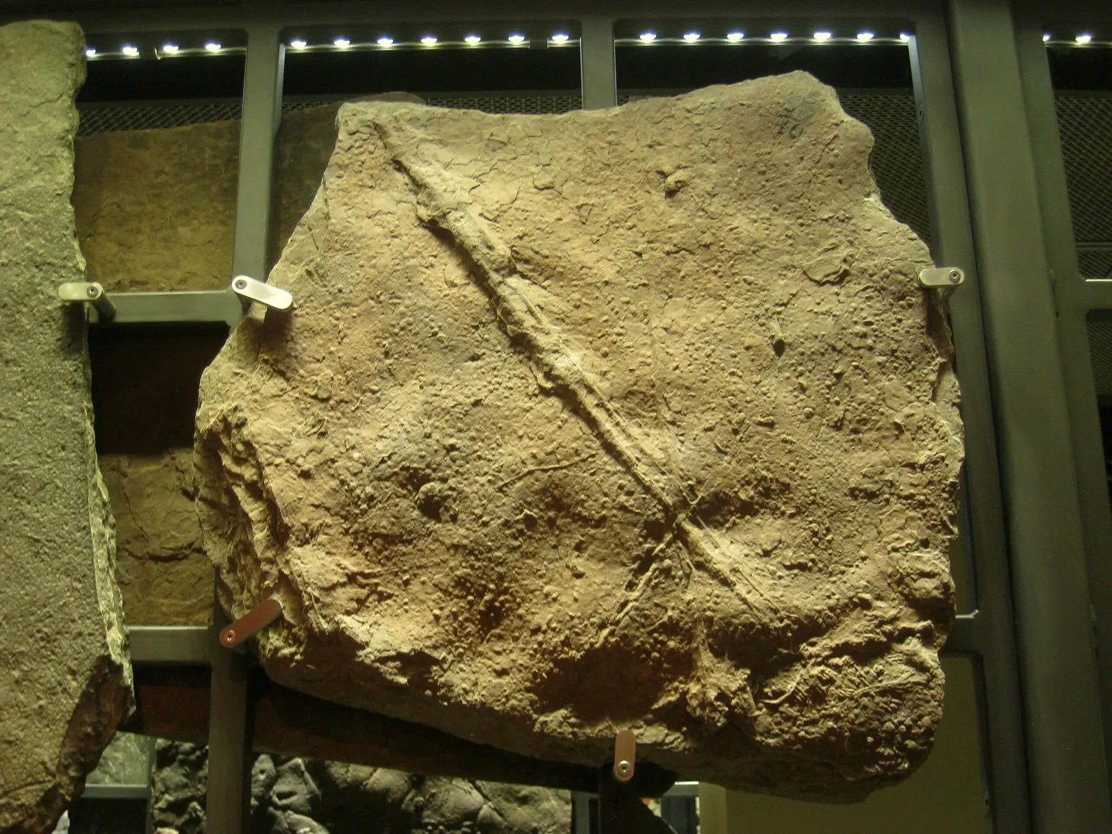 Beneski Museum of Natural History