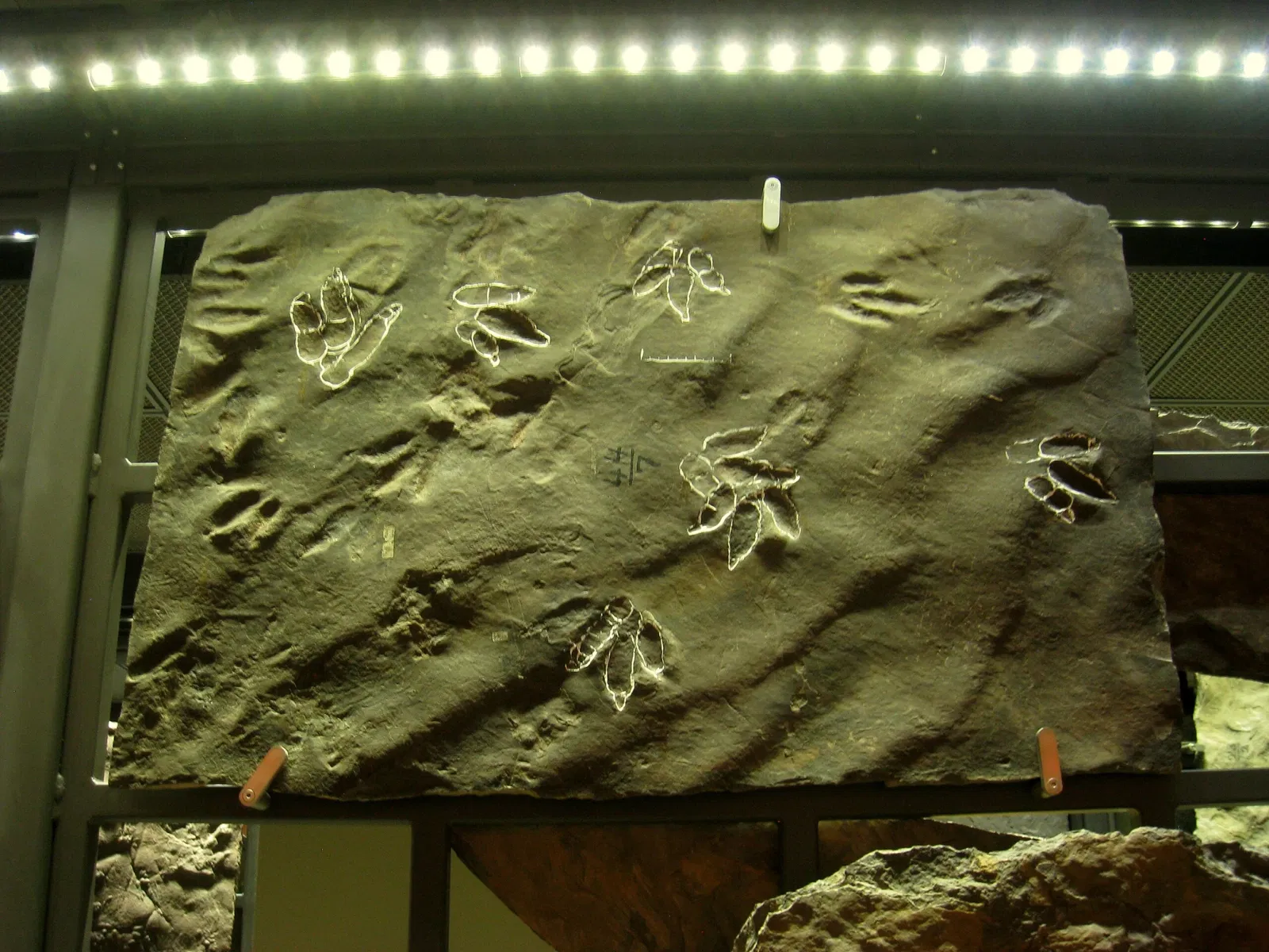 Beneski Museum of Natural History