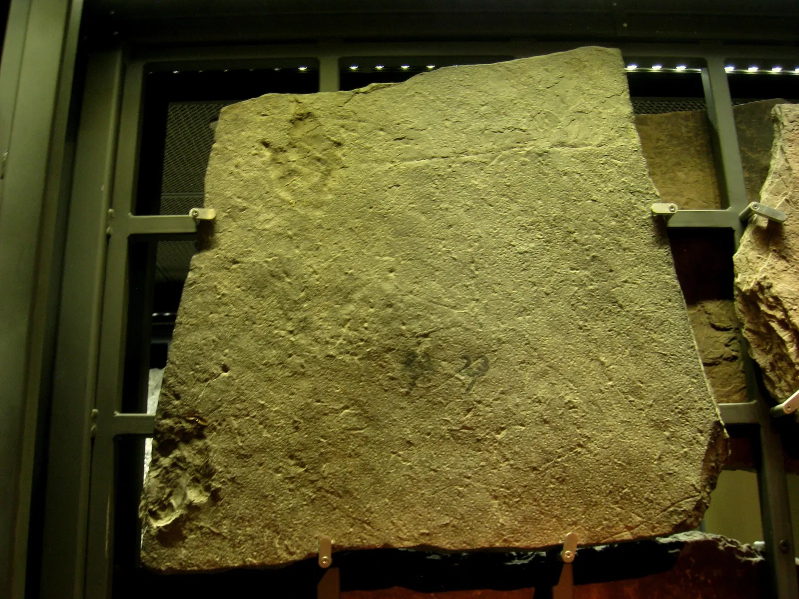 Beneski Museum of Natural History