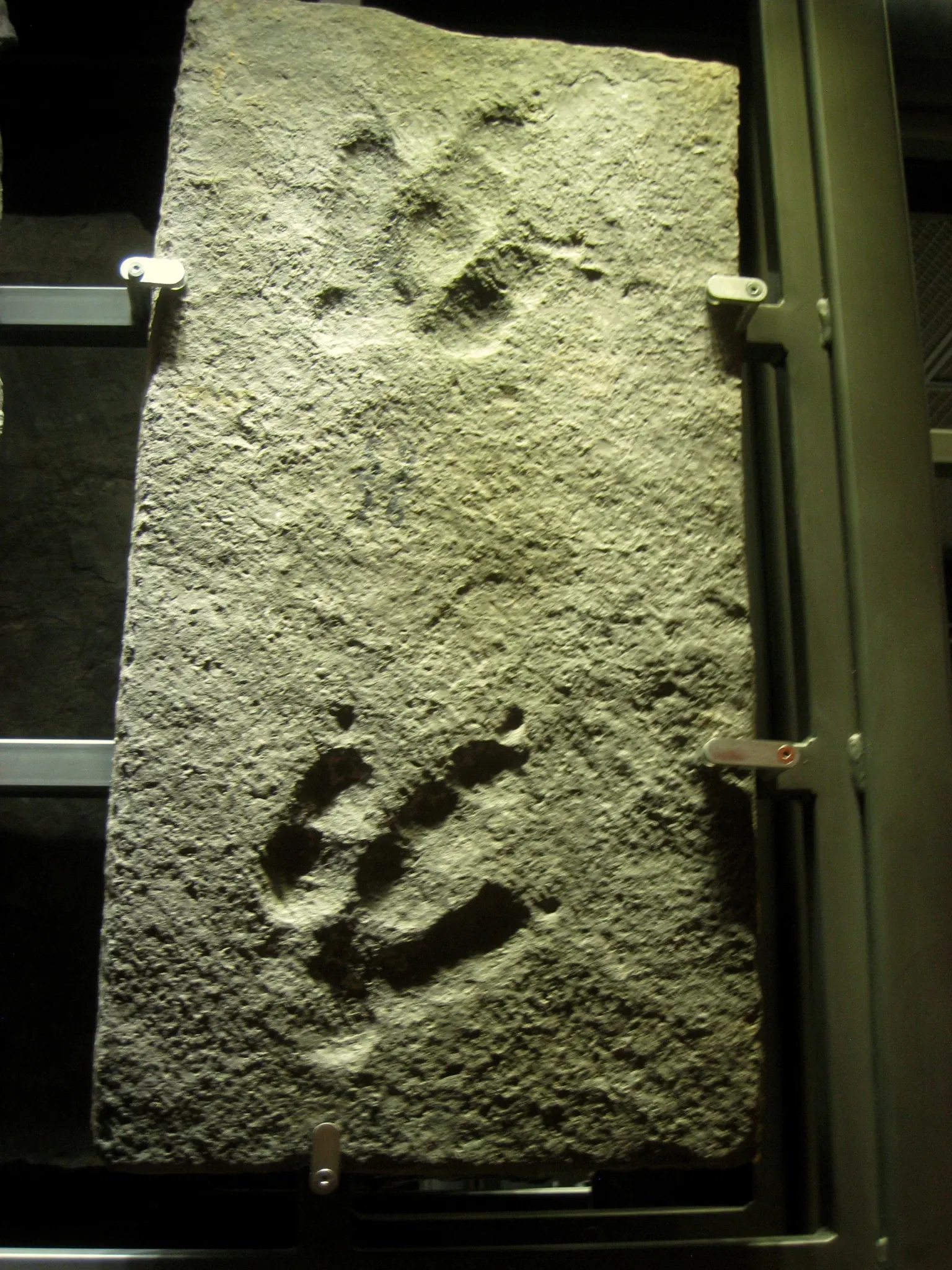 Beneski Museum of Natural History