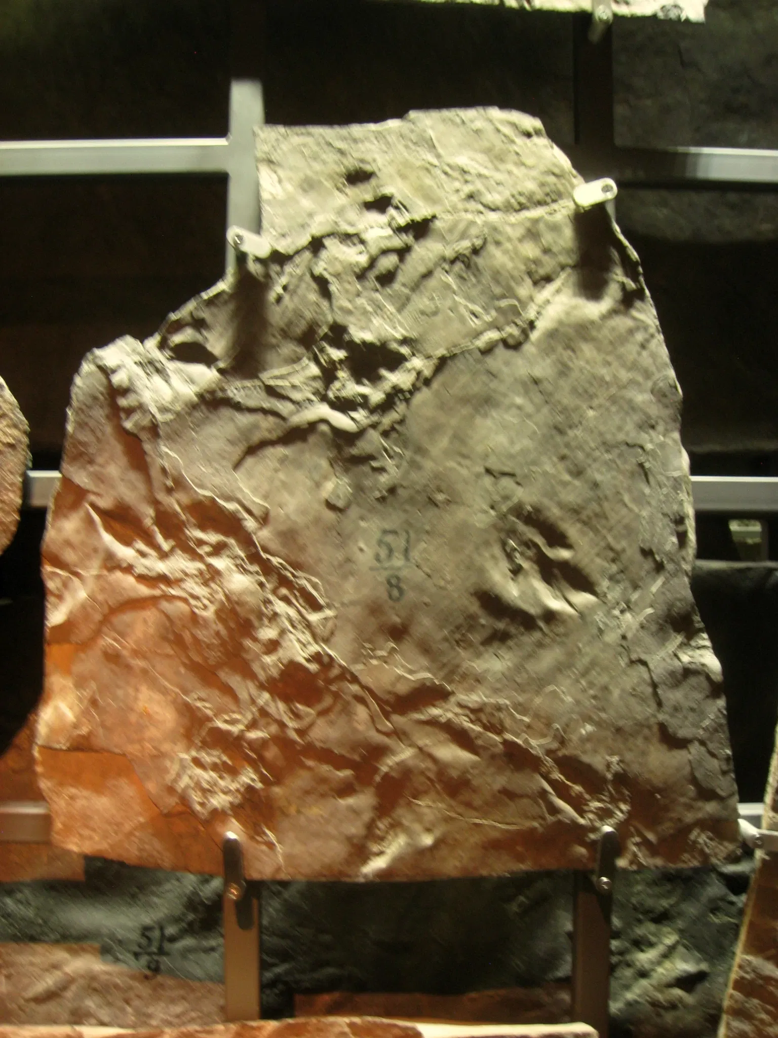 Beneski Museum of Natural History