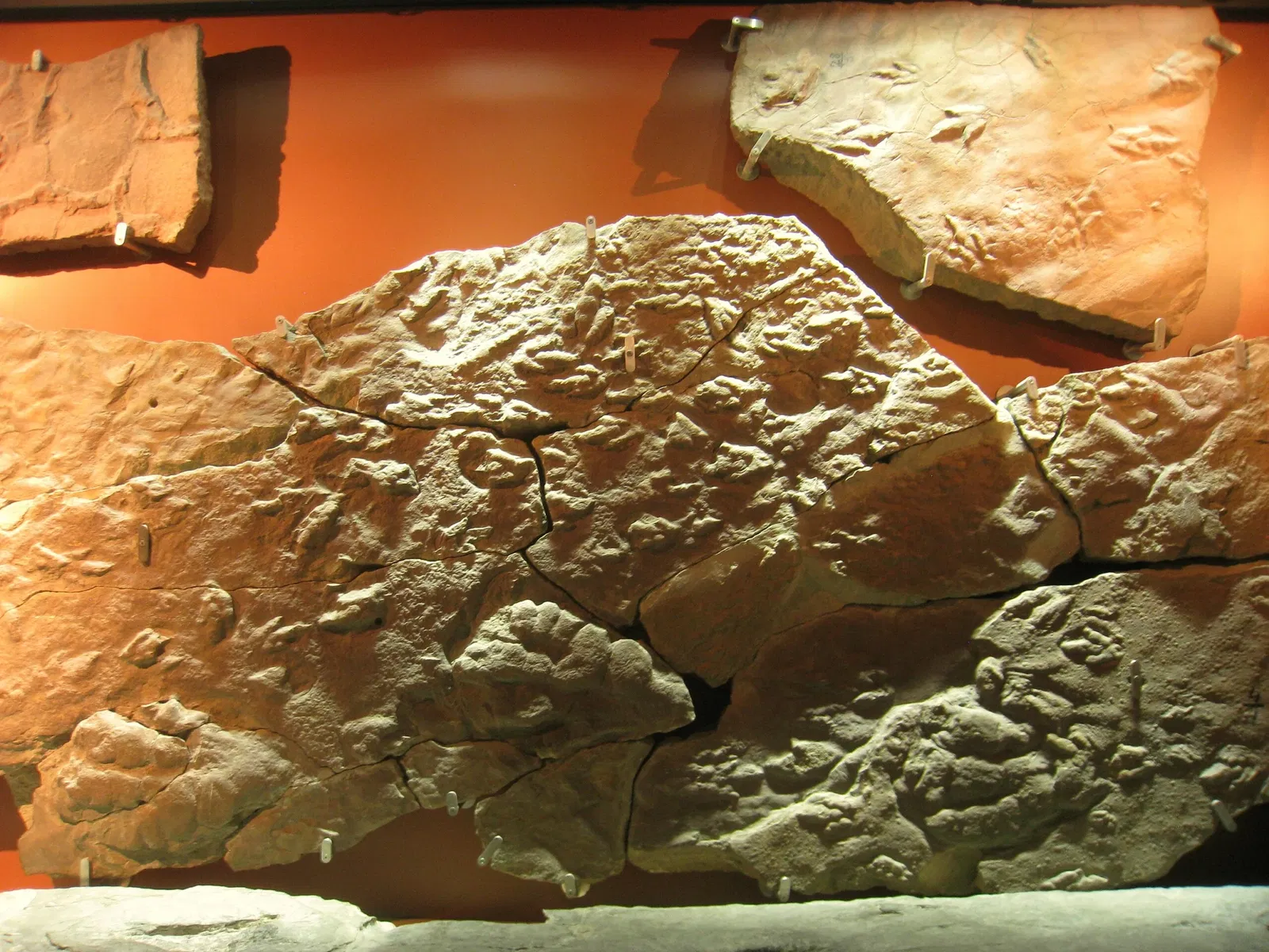 Beneski Museum of Natural History