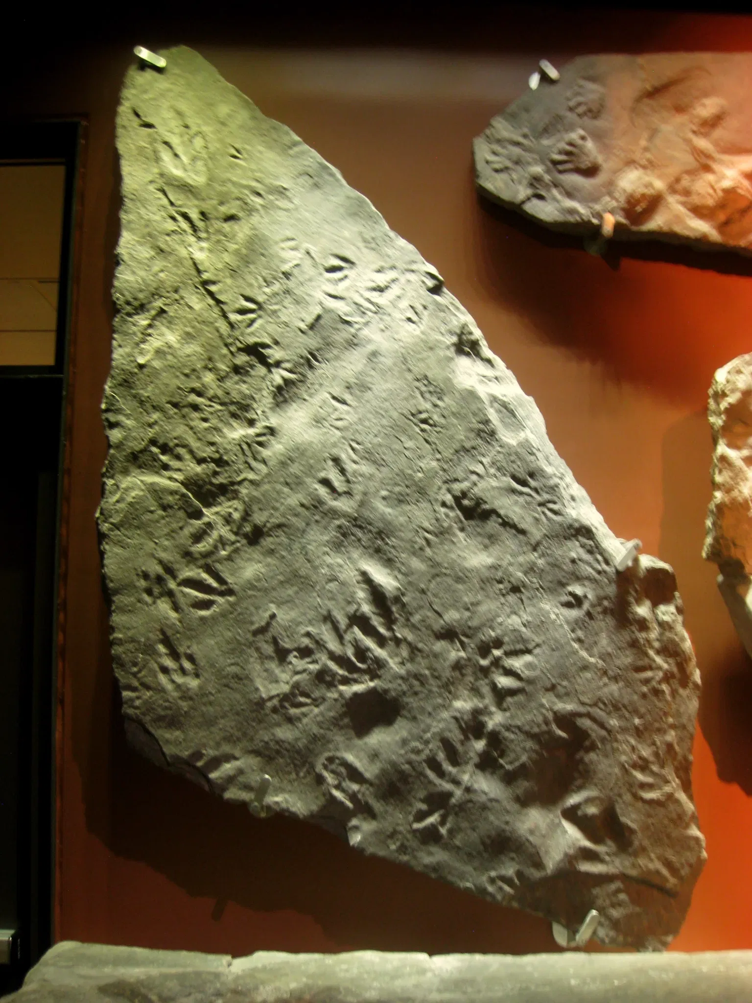 Beneski Museum of Natural History