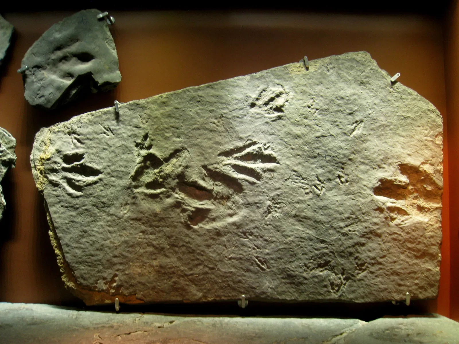 Beneski Museum of Natural History