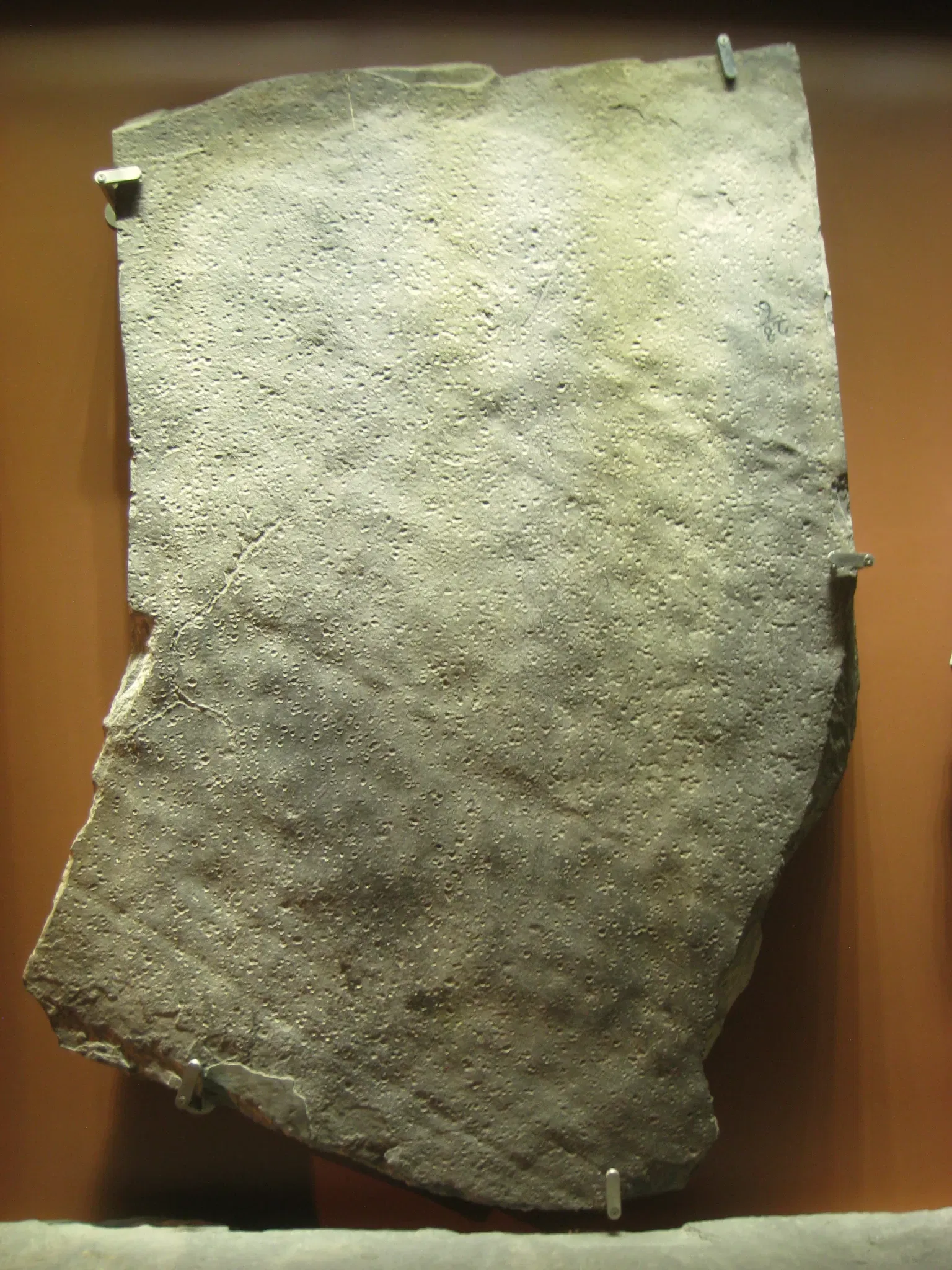 Beneski Museum of Natural History