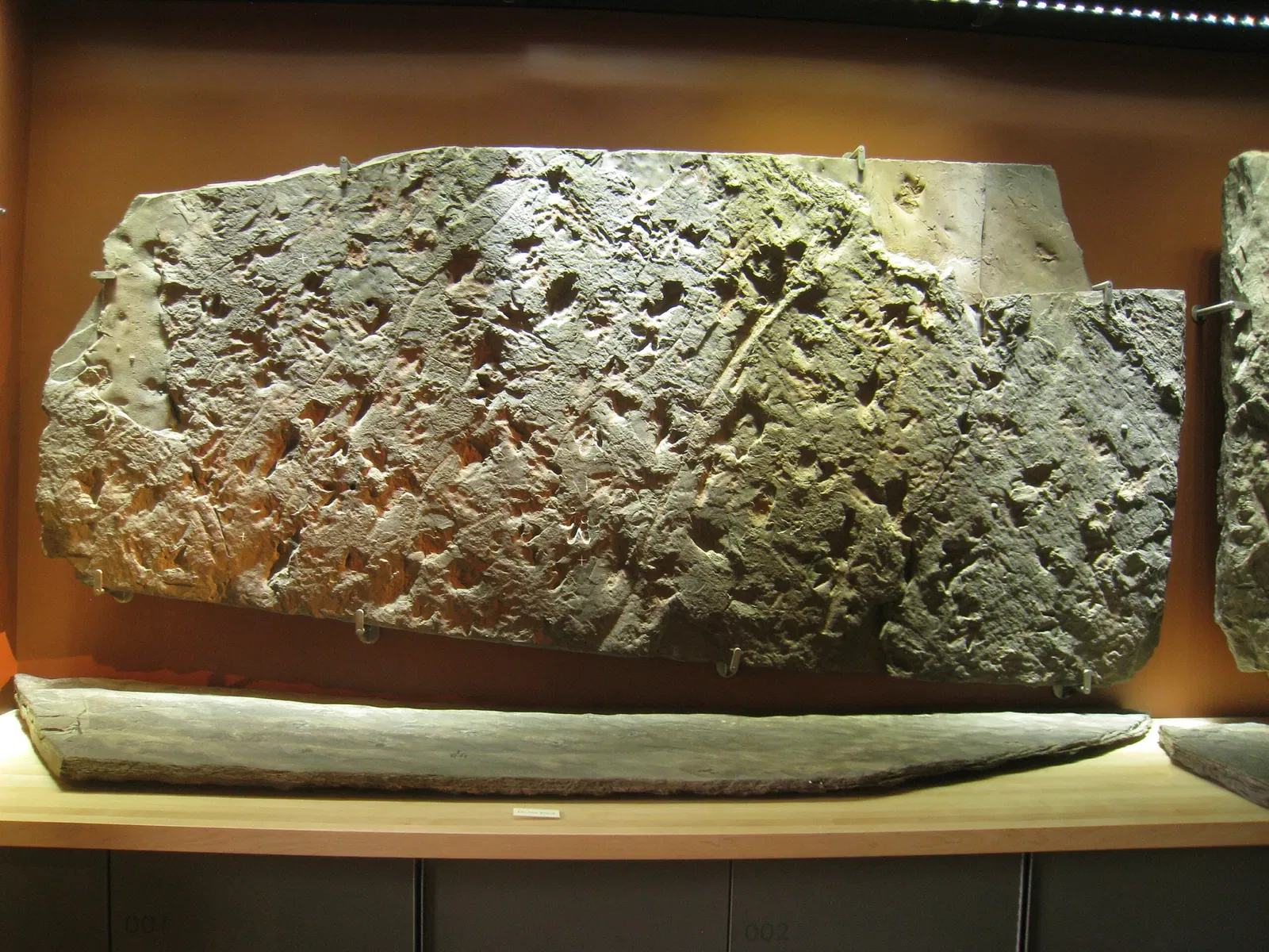 Beneski Museum of Natural History