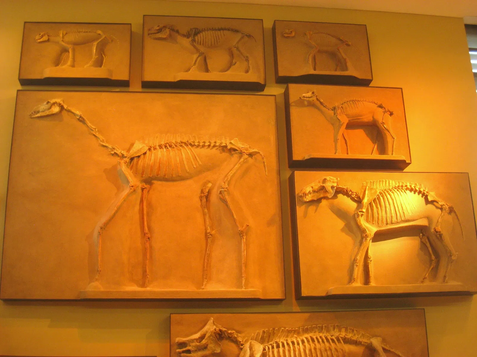Beneski Museum of Natural History