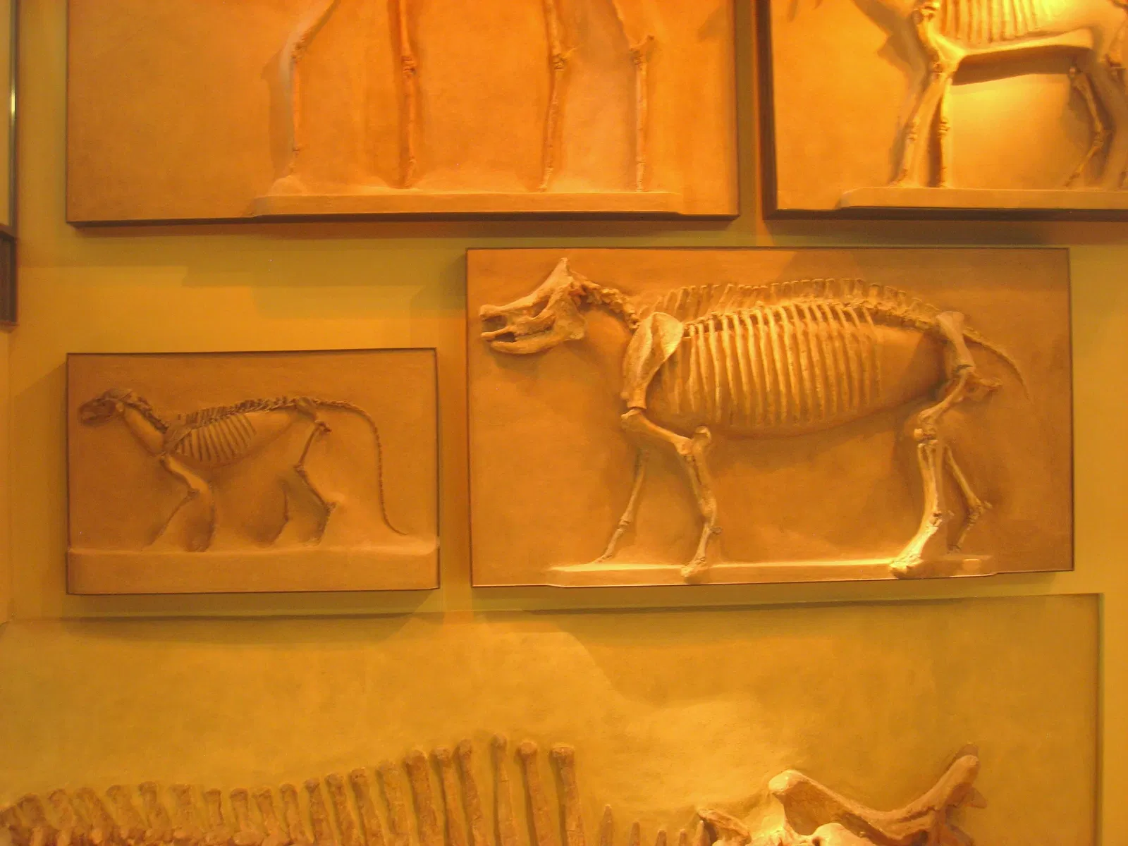 Beneski Museum of Natural History