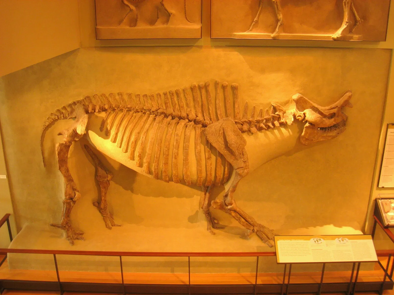 Beneski Museum of Natural History