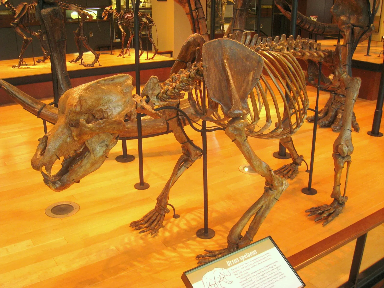 Beneski Museum of Natural History