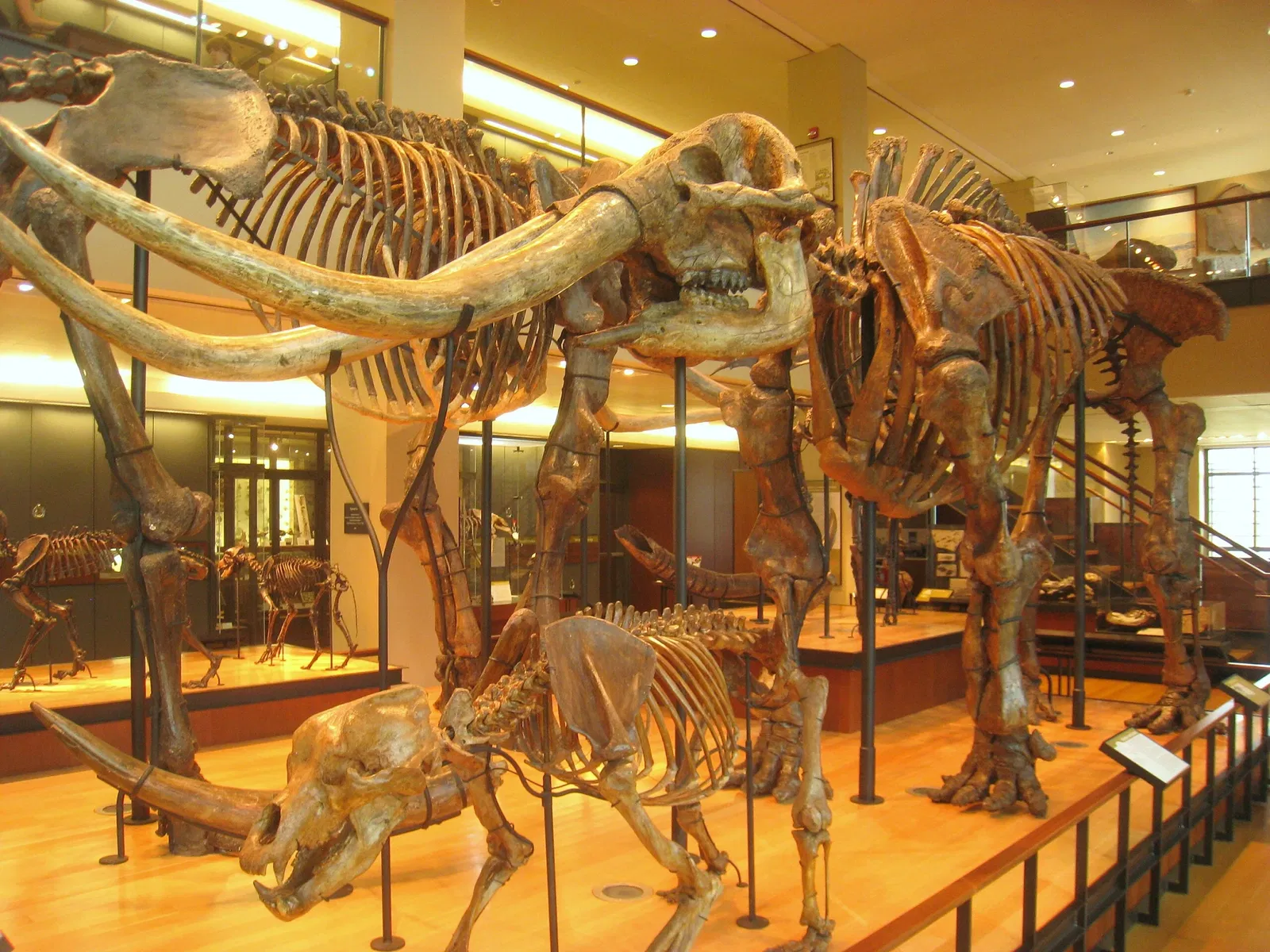 Beneski Museum of Natural History