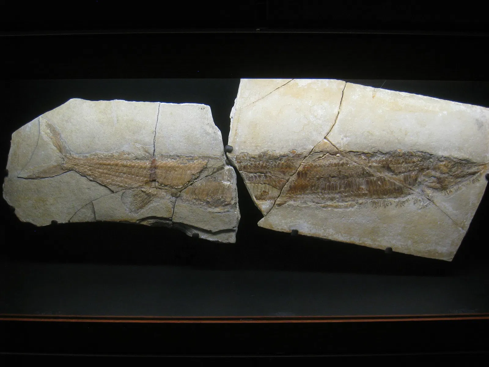 Beneski Museum of Natural History