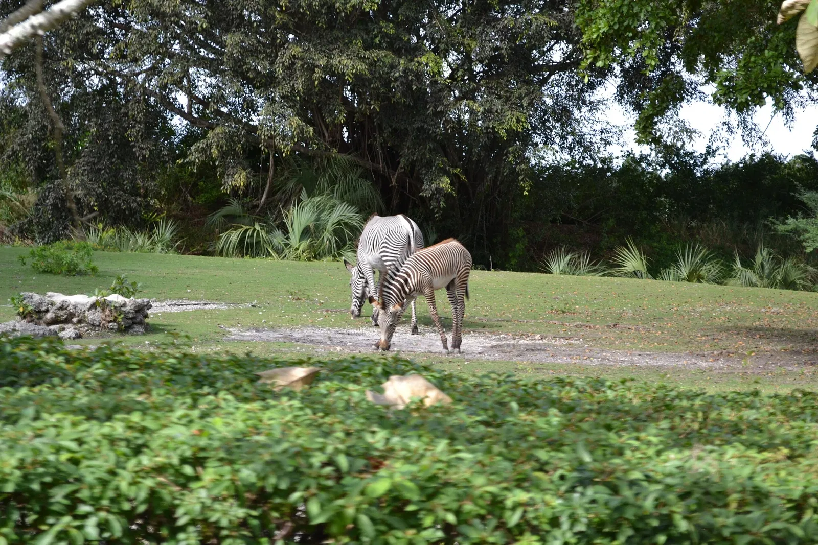 Miami MetroZoo