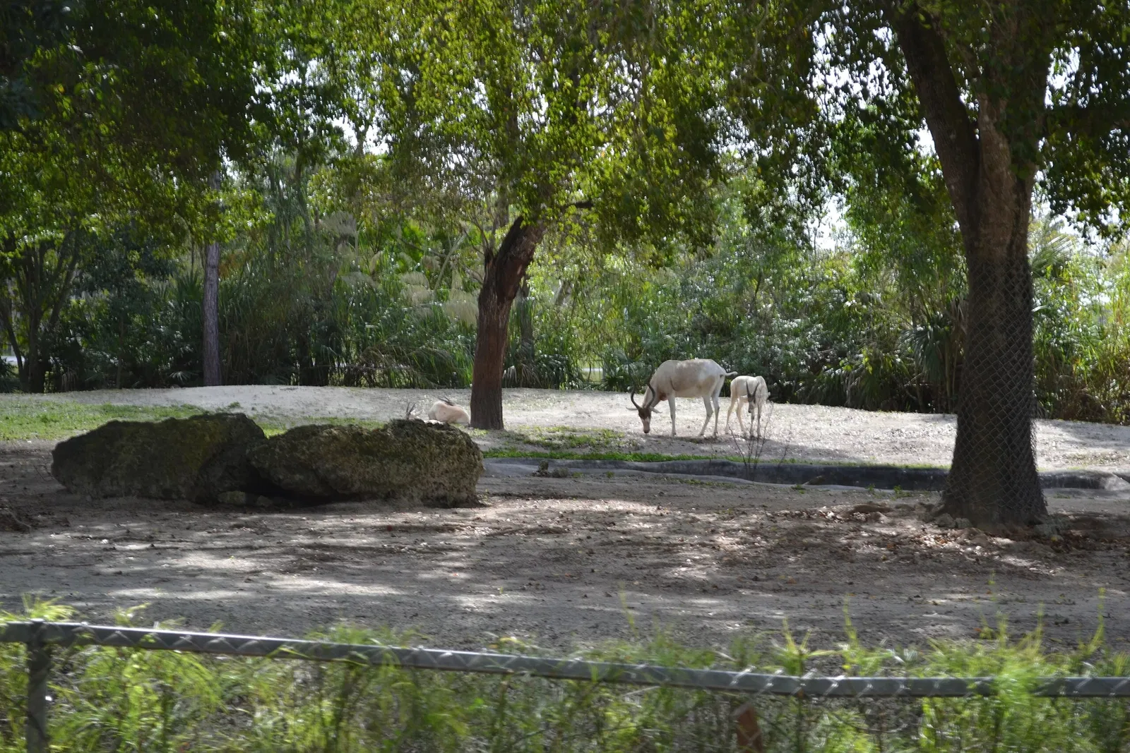Miami MetroZoo