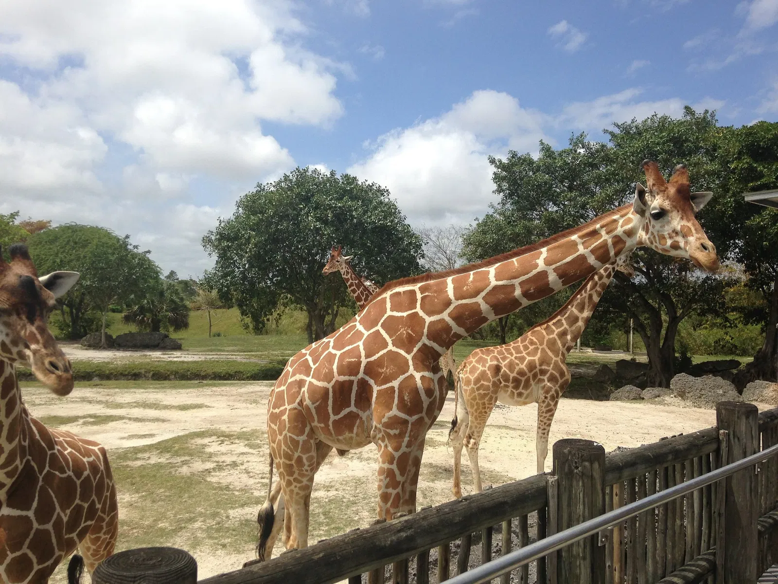 Zoológico de Miami