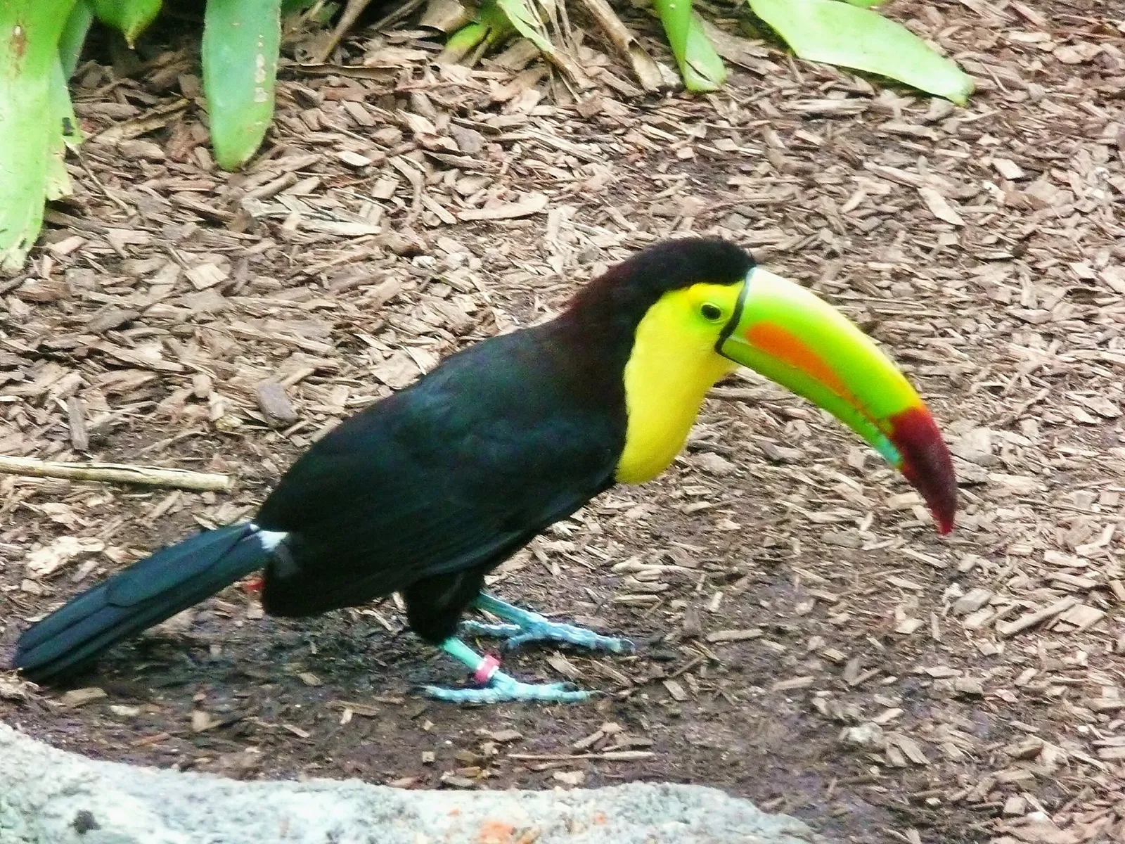 Zoológico de Miami