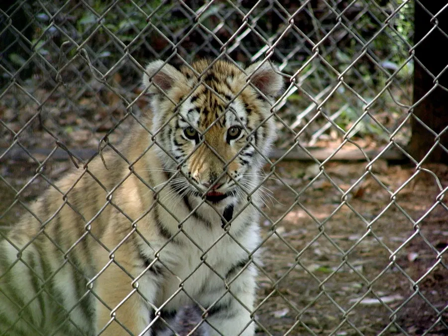 Big Cat Rescue