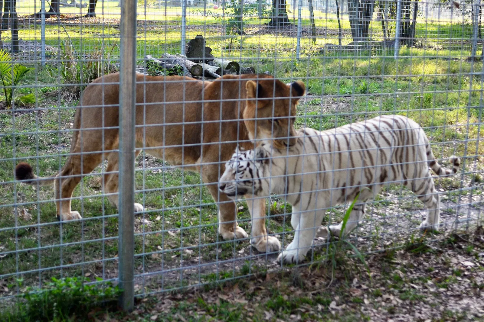 Big Cat Rescue