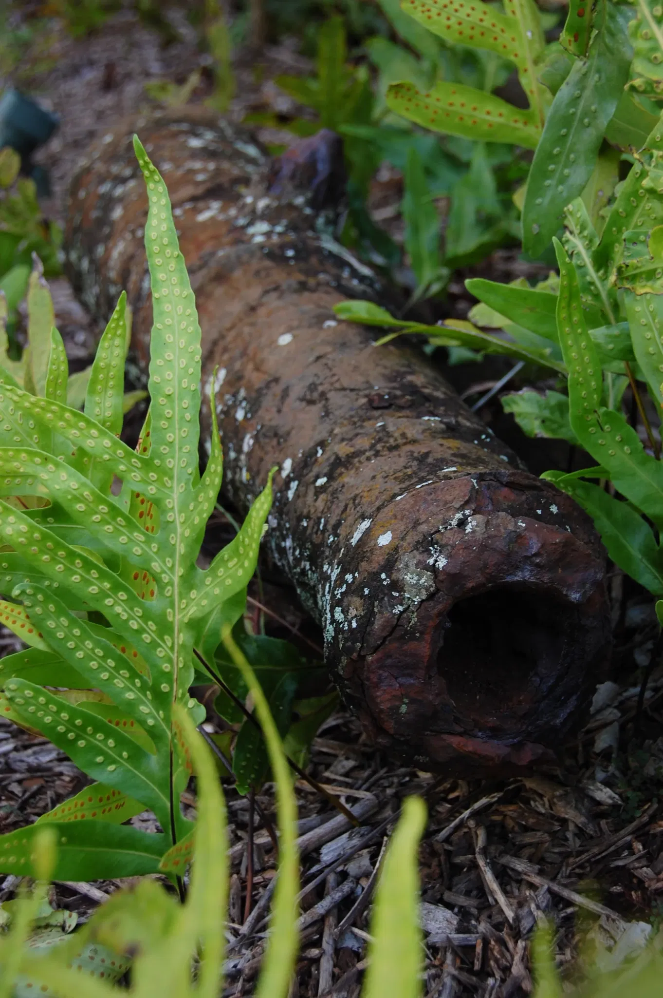 Hale Hōʻikeʻike at the Bailey House