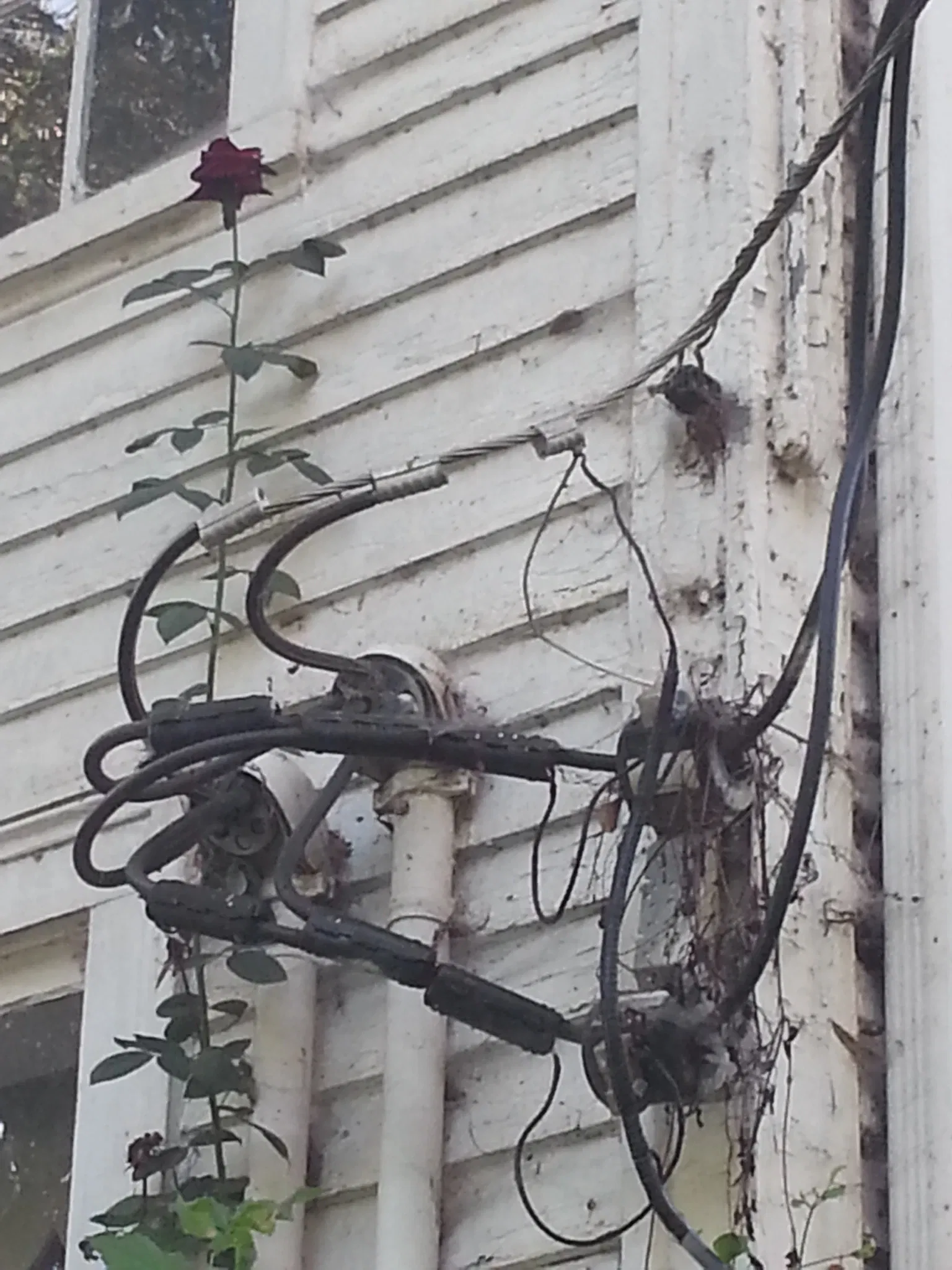 Chieftains (Major Ridge Home)