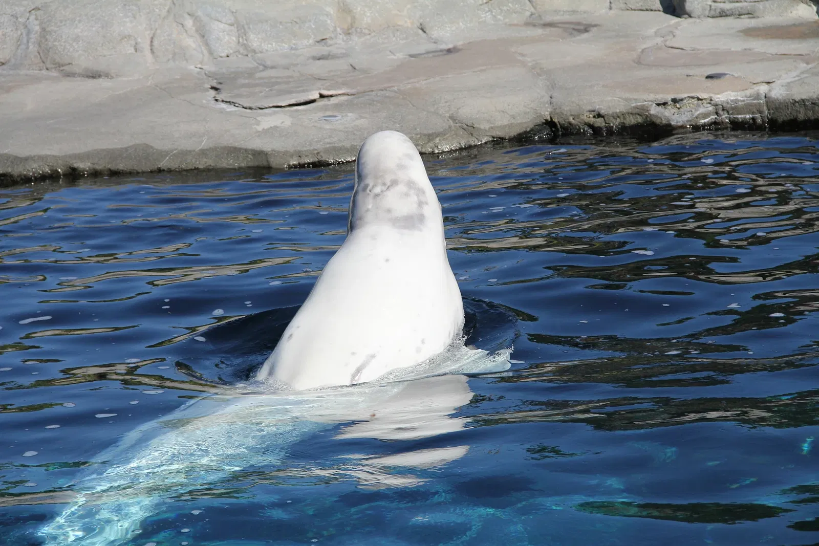 Mystic Aquarium