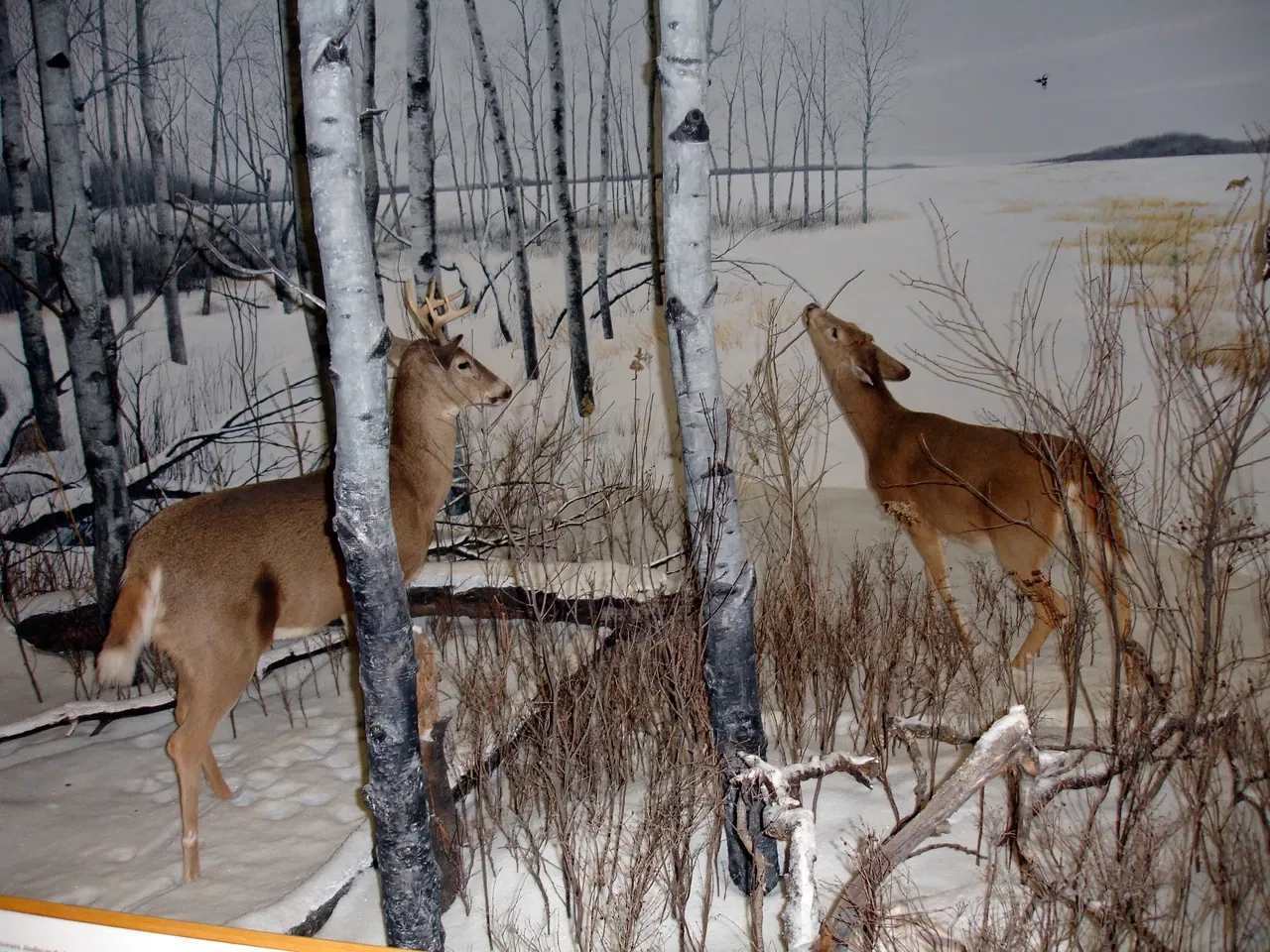 Musée royal de la Saskatchewan