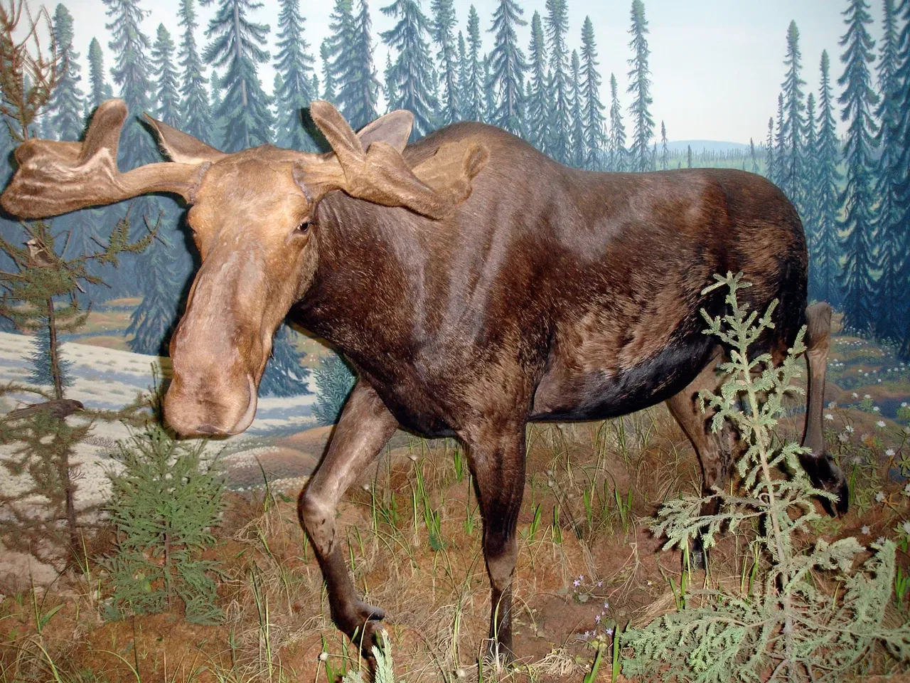 Royal Saskatchewan Museum