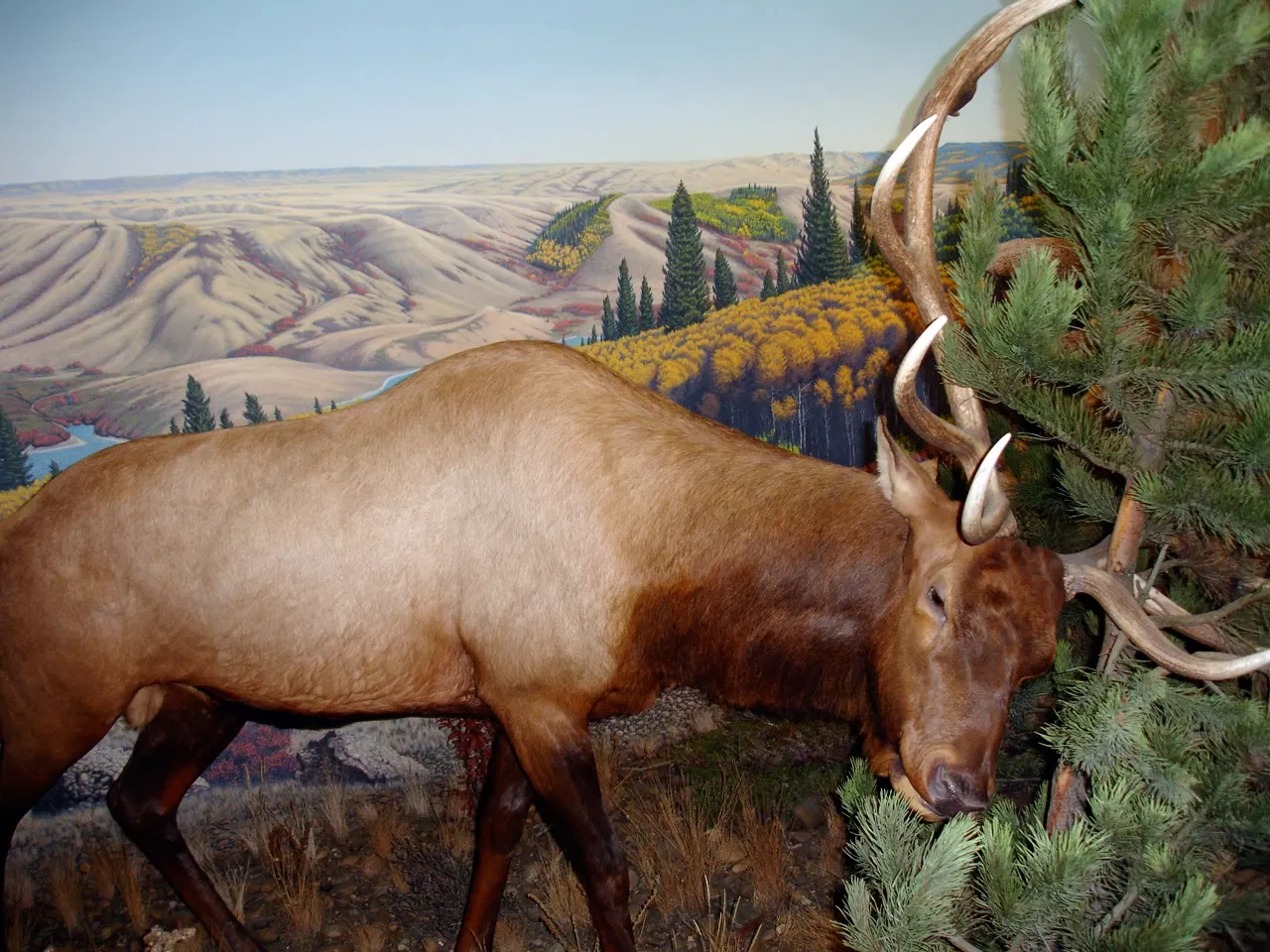 Musée royal de la Saskatchewan