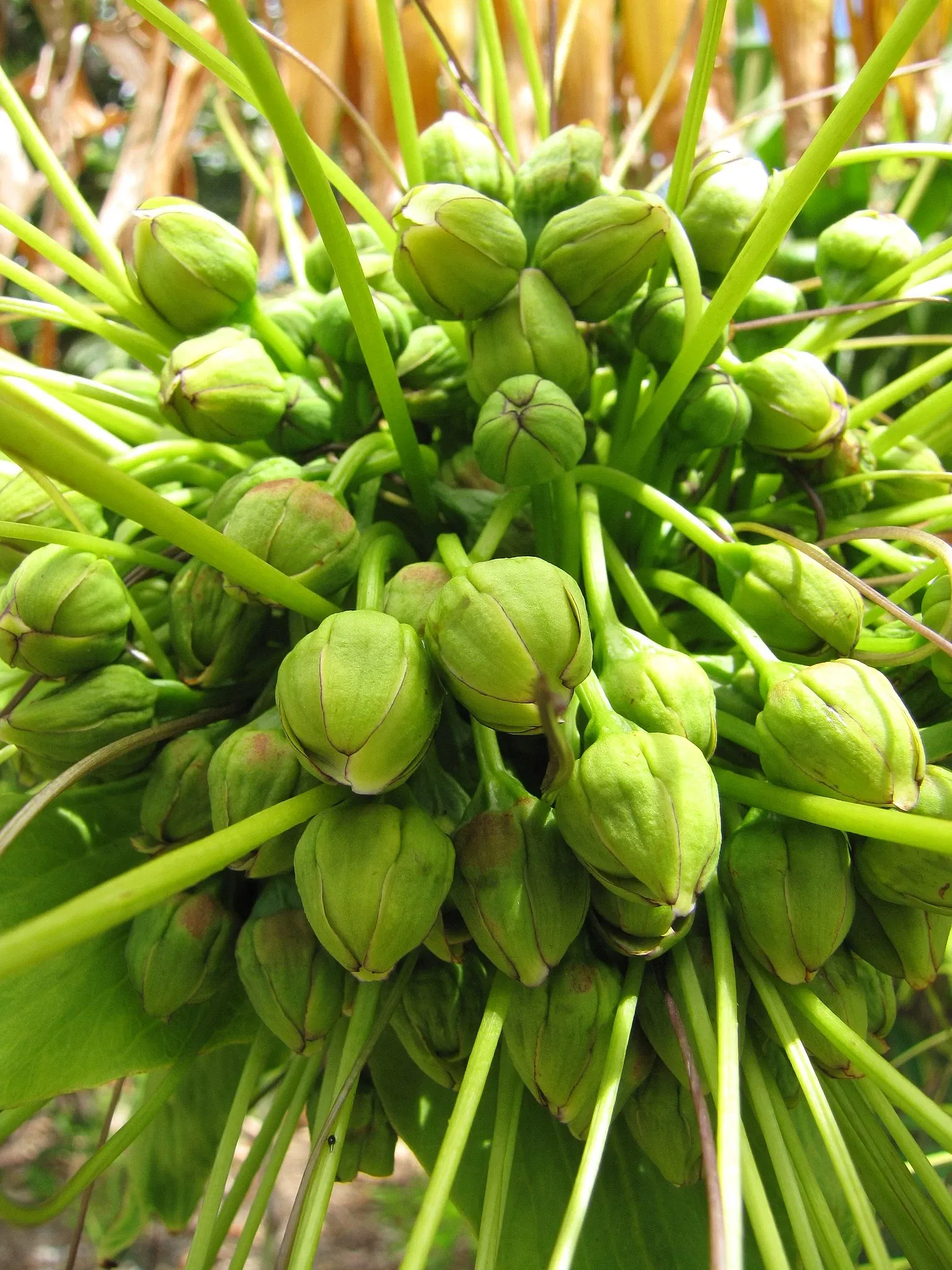 Jardín botánico de Maui Nui