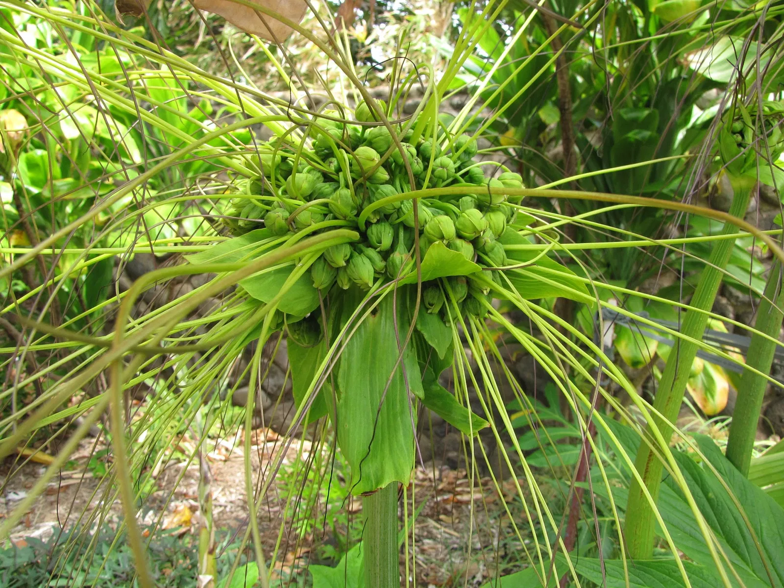 Jardín botánico de Maui Nui
