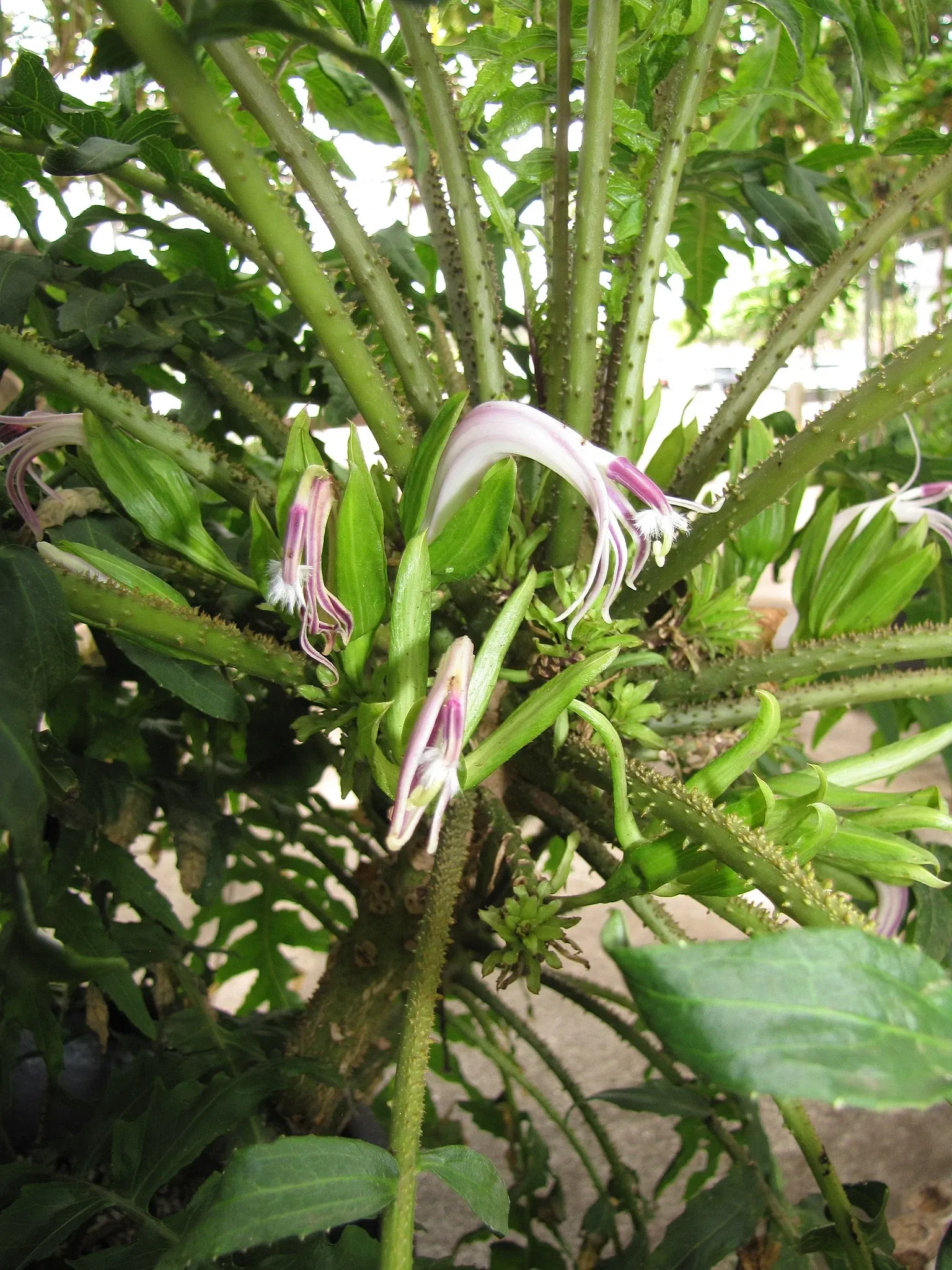 Maui Nui Botanical Gardens