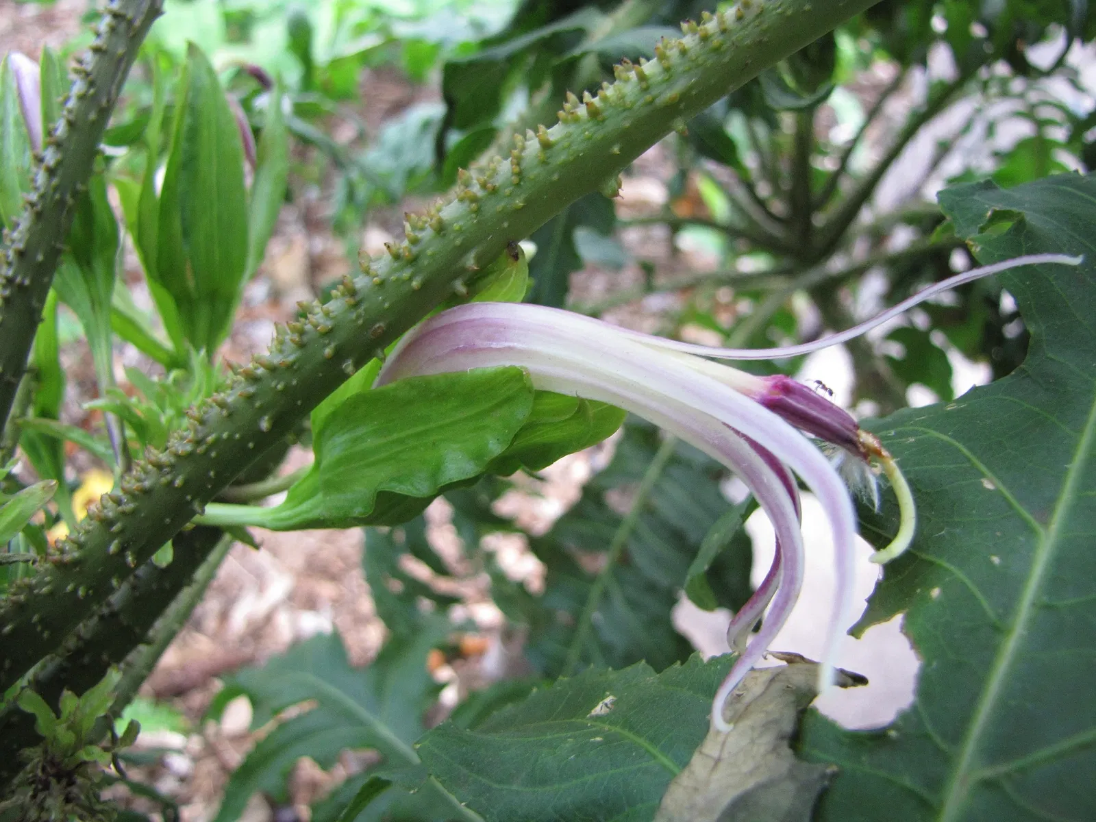 Jardín botánico de Maui Nui