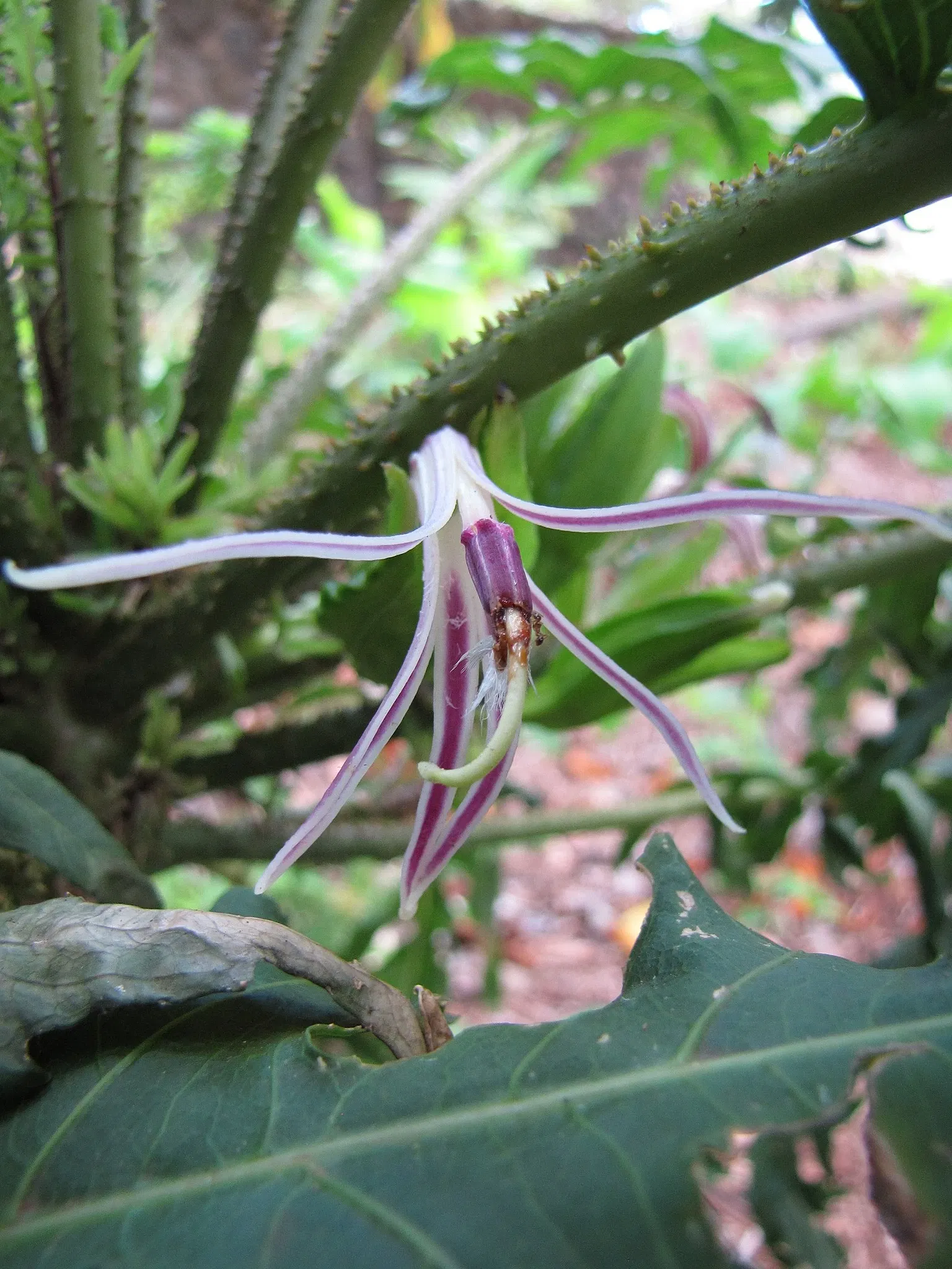 Jardín botánico de Maui Nui