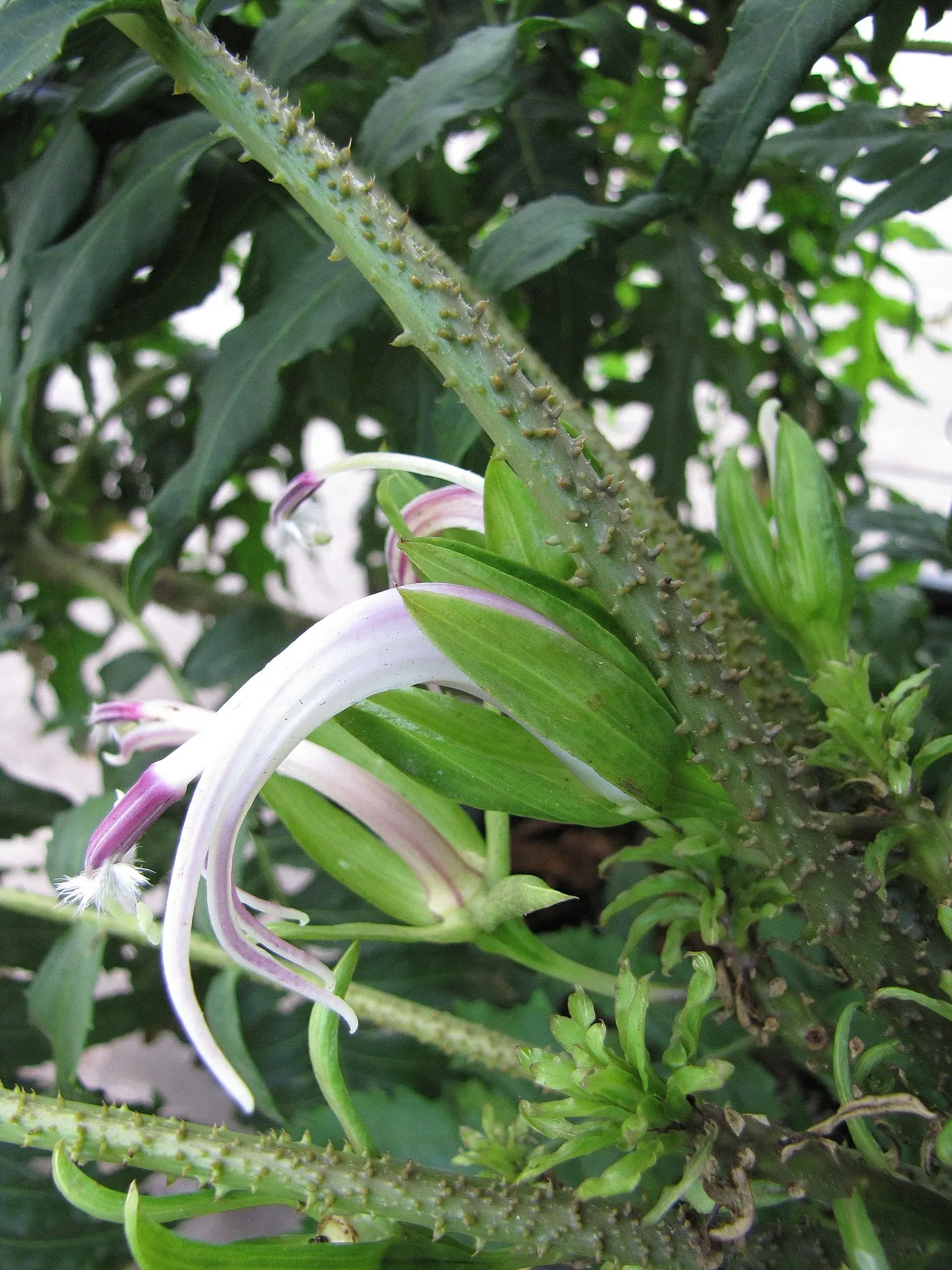 Jardín botánico de Maui Nui