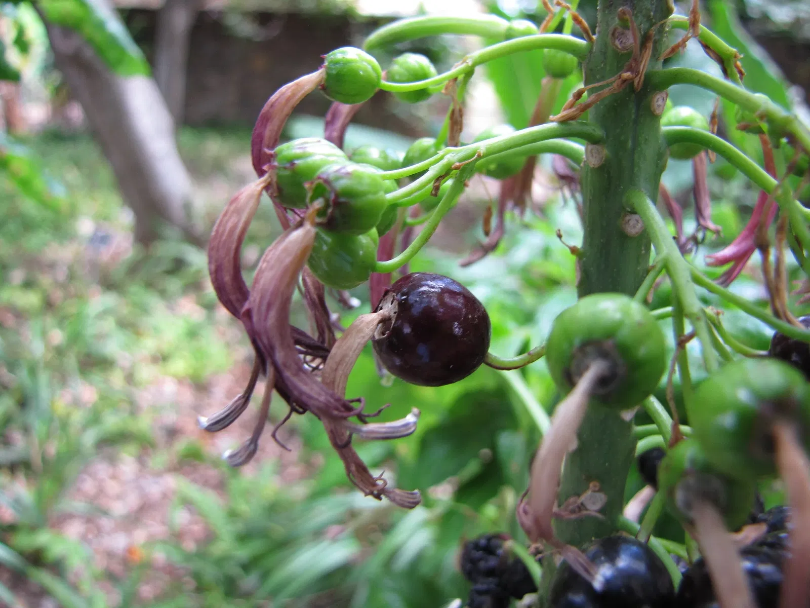Jardín botánico de Maui Nui