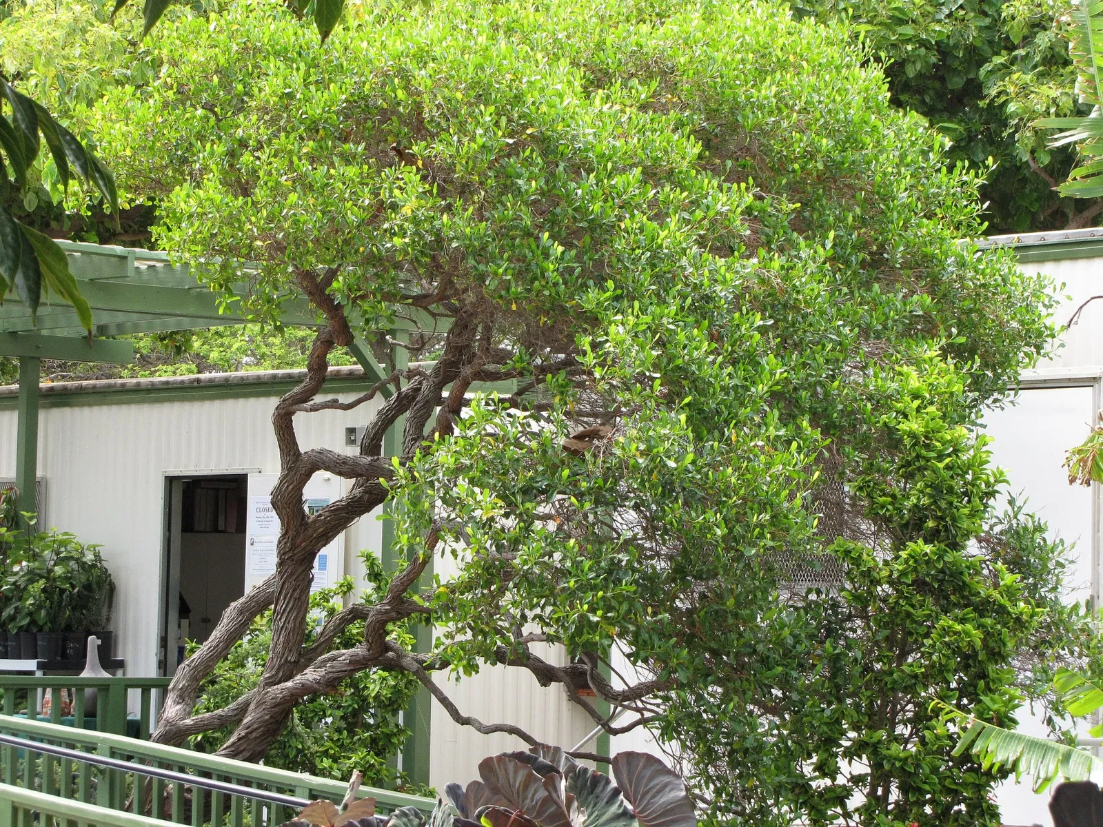 Maui Nui Botanical Gardens