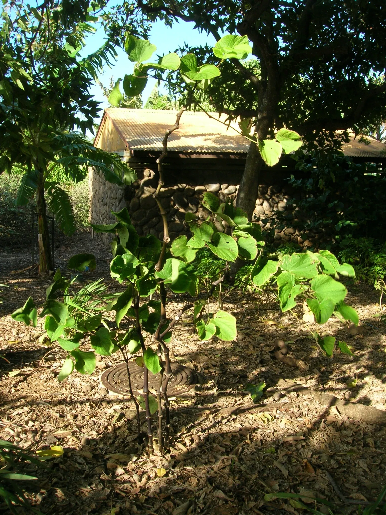 Jardín botánico de Maui Nui
