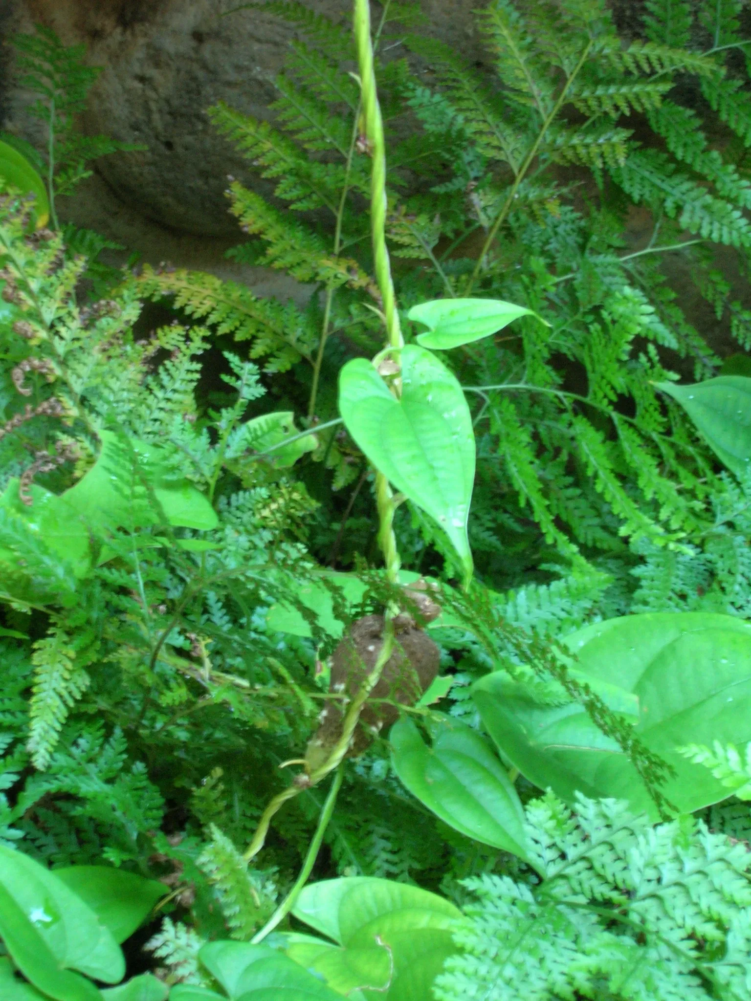 Jardín botánico de Maui Nui