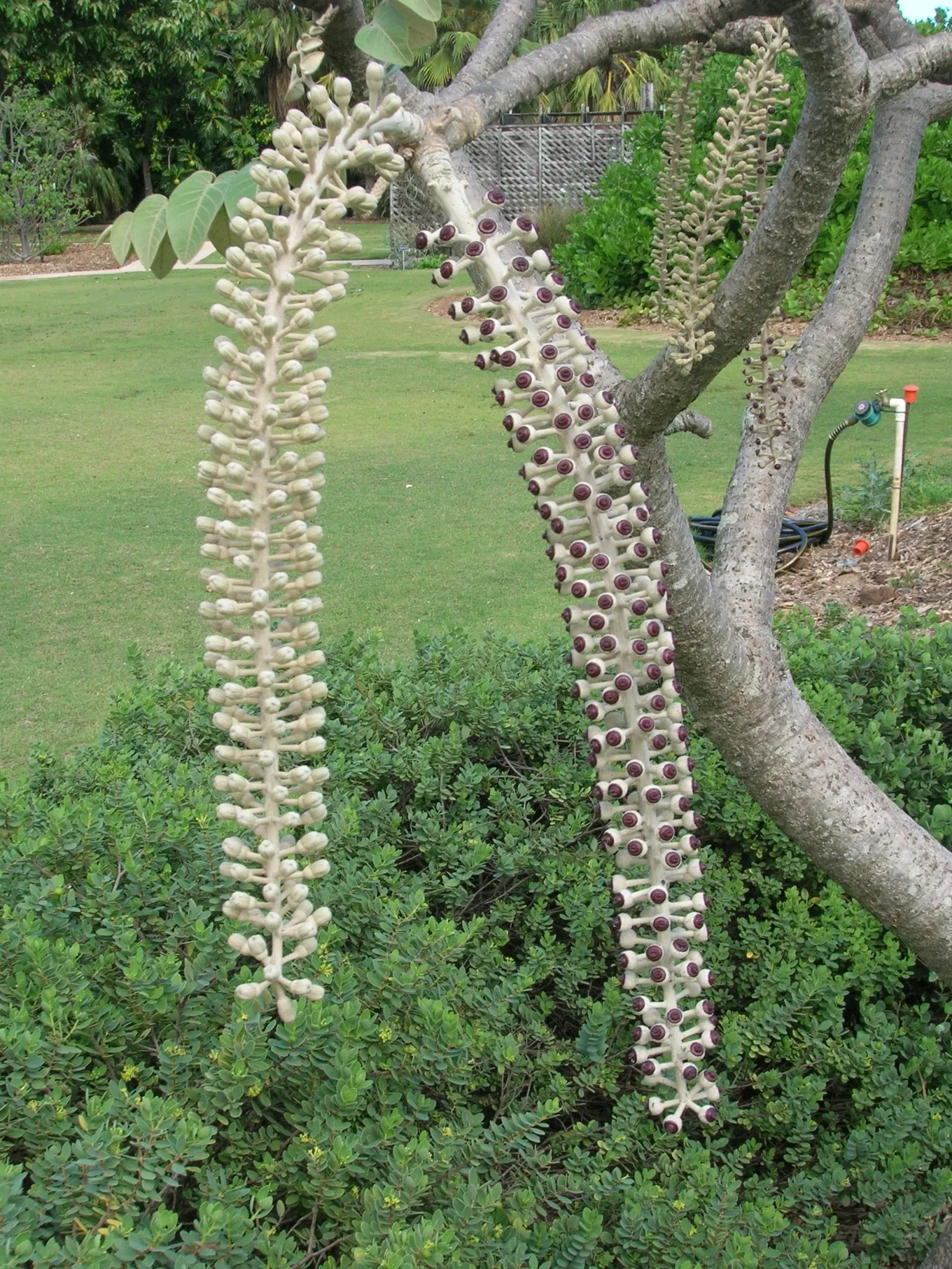 Maui Nui Botanical Gardens