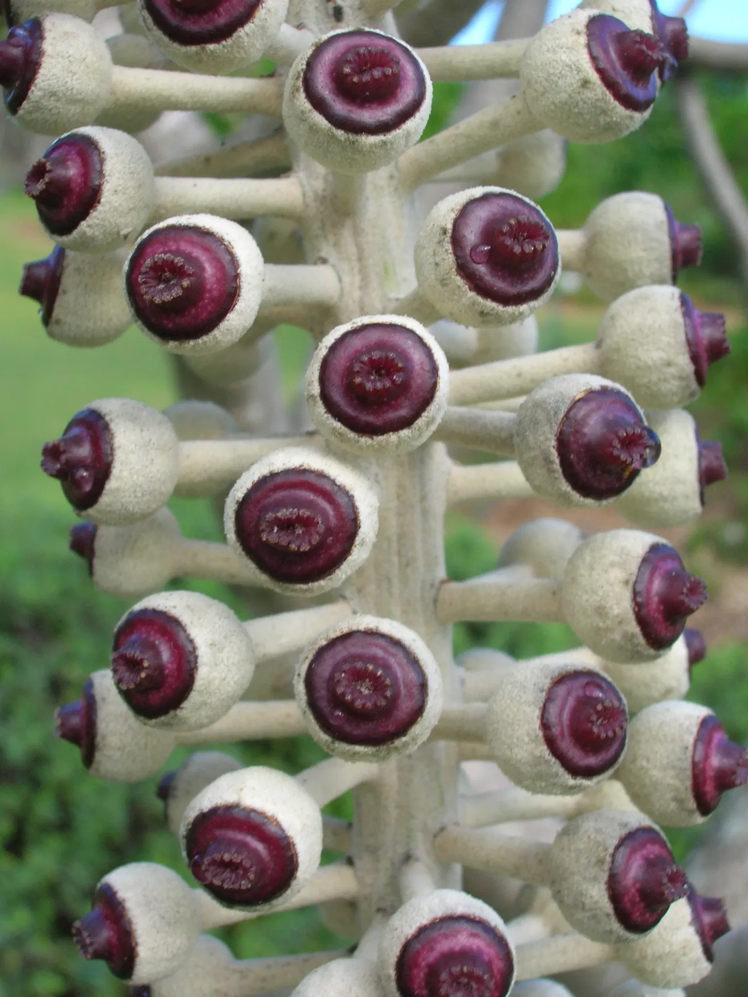 Jardín botánico de Maui Nui
