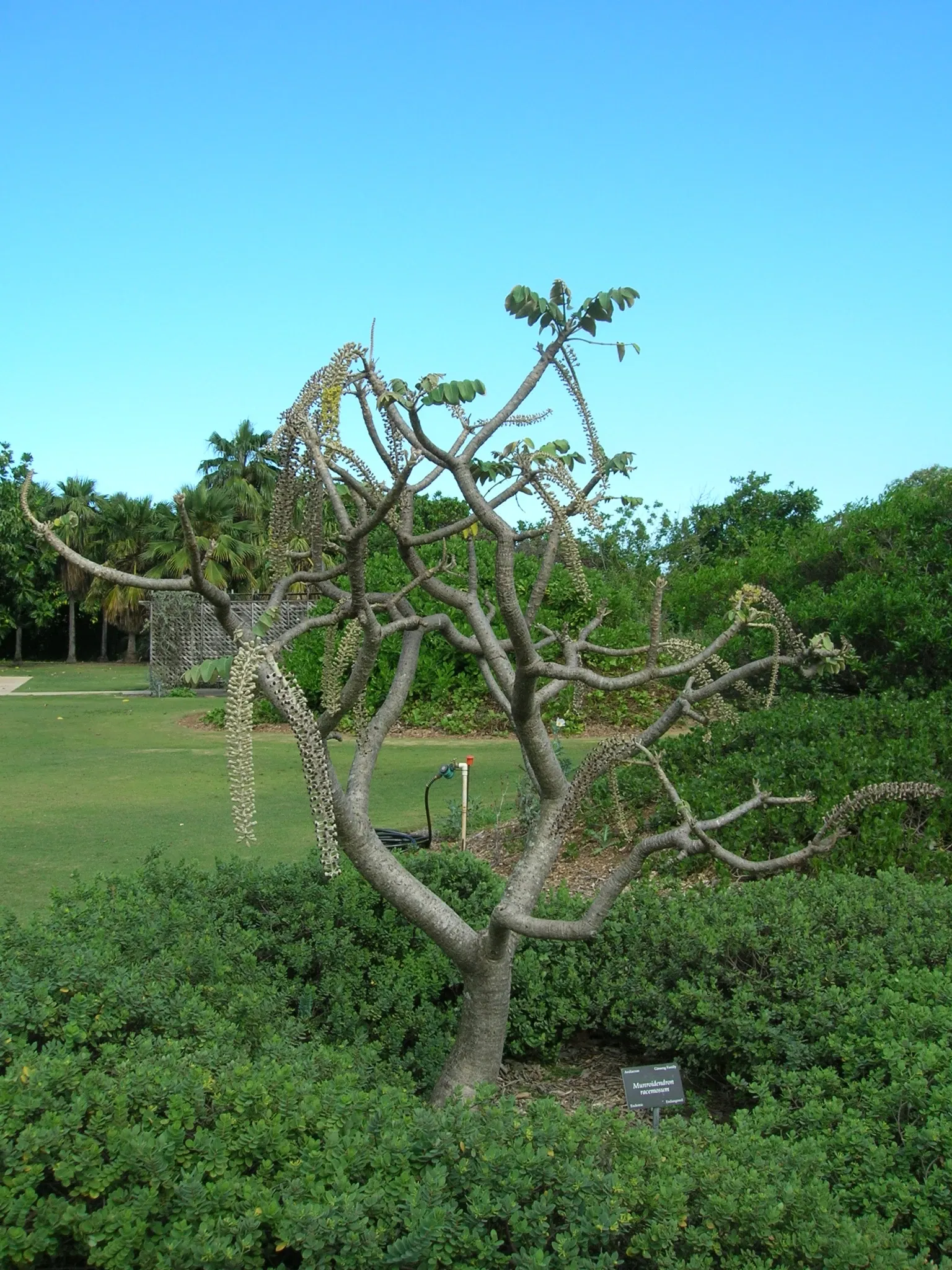 Jardín botánico de Maui Nui