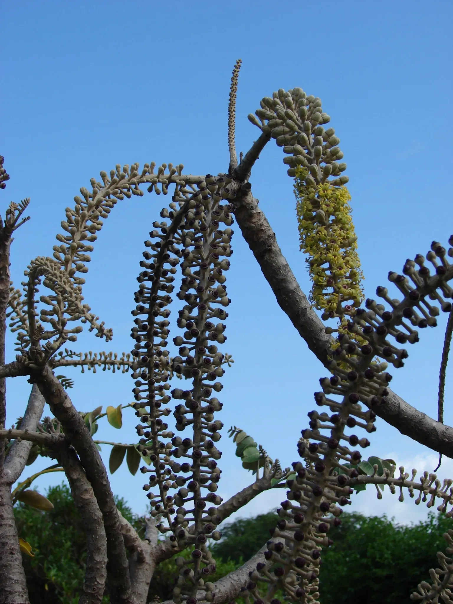 Maui Nui Botanical Gardens